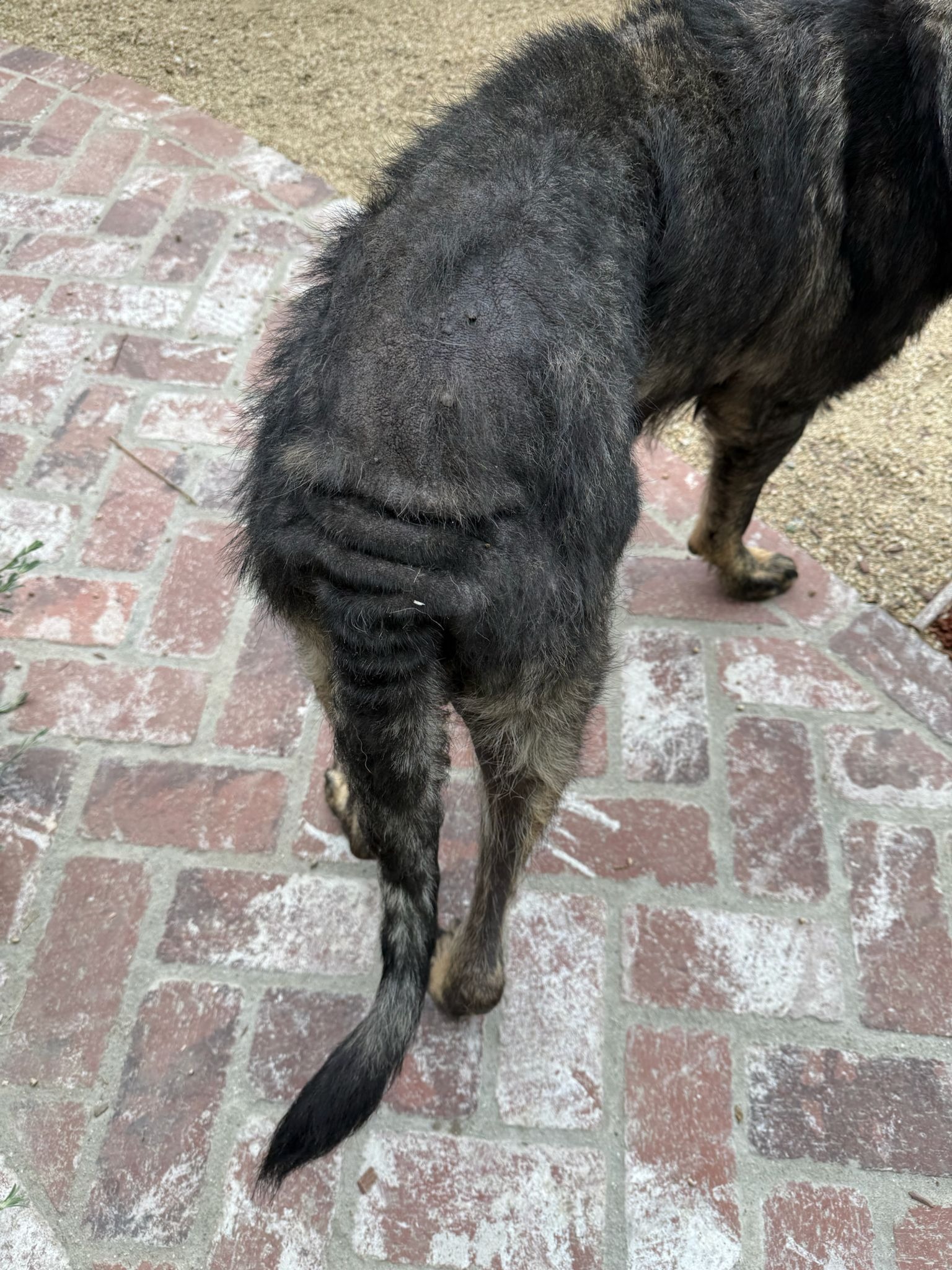Help Amber the Stray Dog Get the Care She Deserves campaign photo, 6 of 8