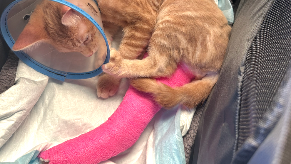 Help Louie Walk Again Urgent Surgery Needed for a 3Month old photo