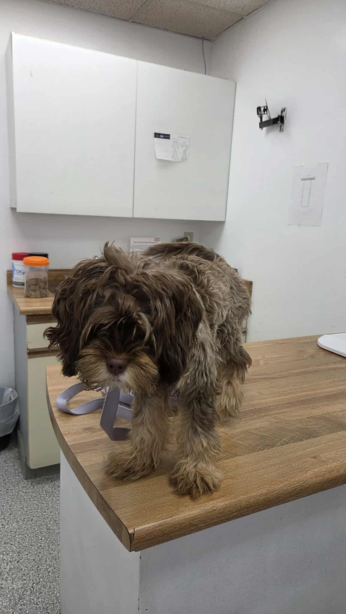 Kalea’s Broken Leg Can Heal – Let’s Help Her Run Again! campaign photo, 6 of 8