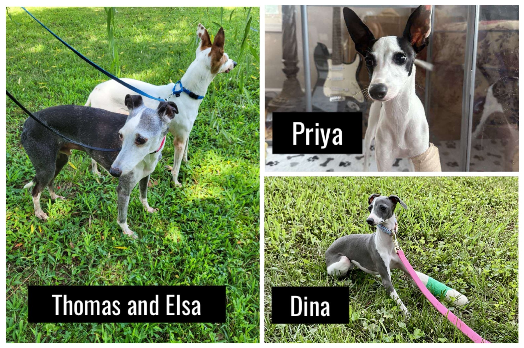 Four Italian Greyhounds. Four different medical journeys. campaign photo, 6 of 6
