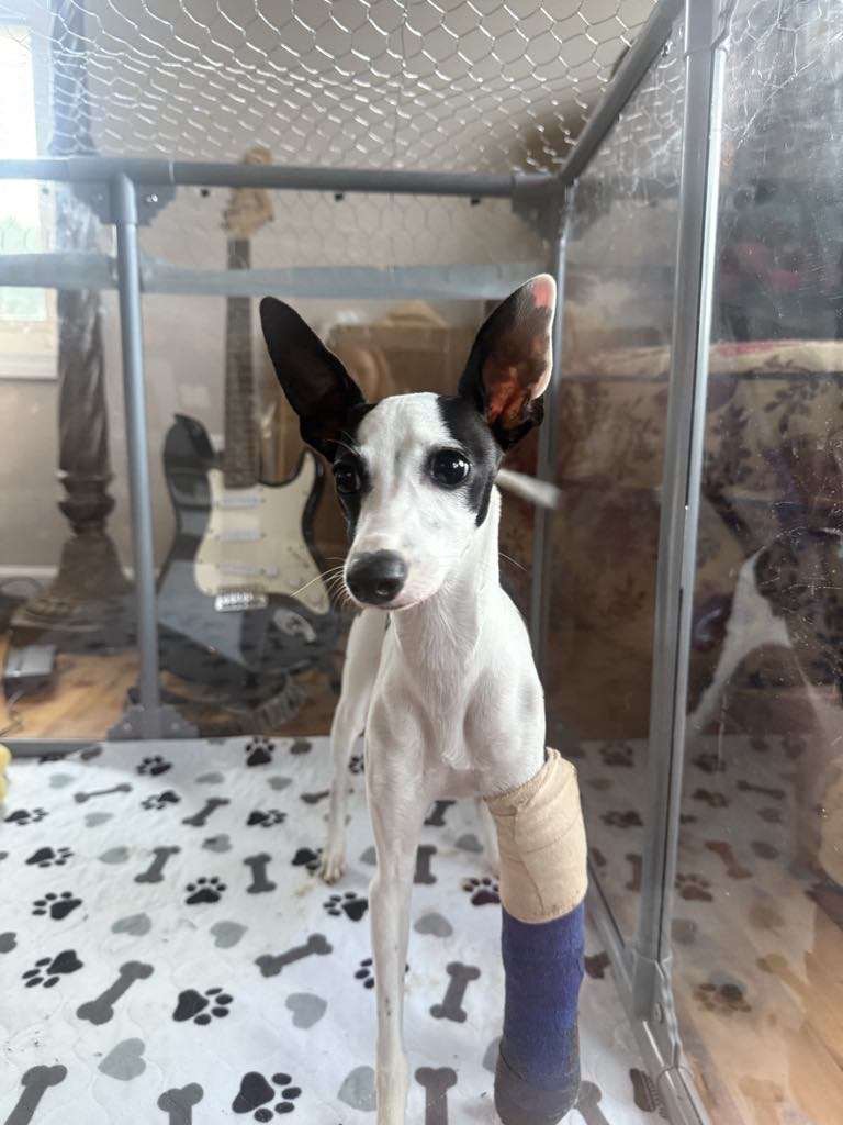 Four Italian Greyhounds. Four different medical journeys. campaign photo, 2 of 6
