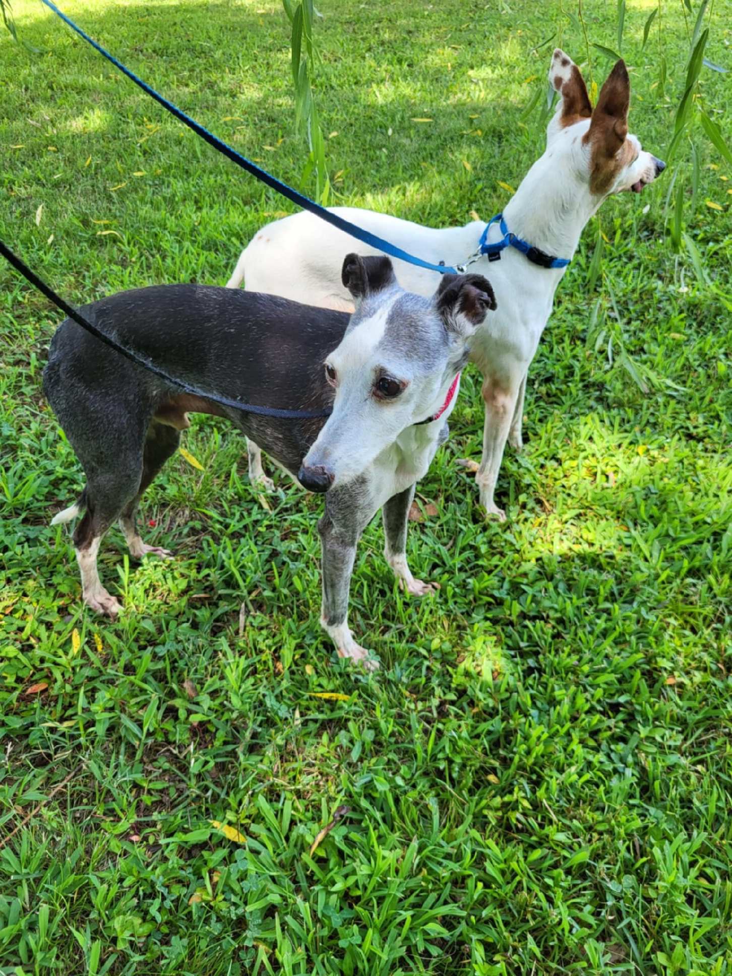 Four Italian Greyhounds. Four different medical journeys. campaign photo, 4 of 6