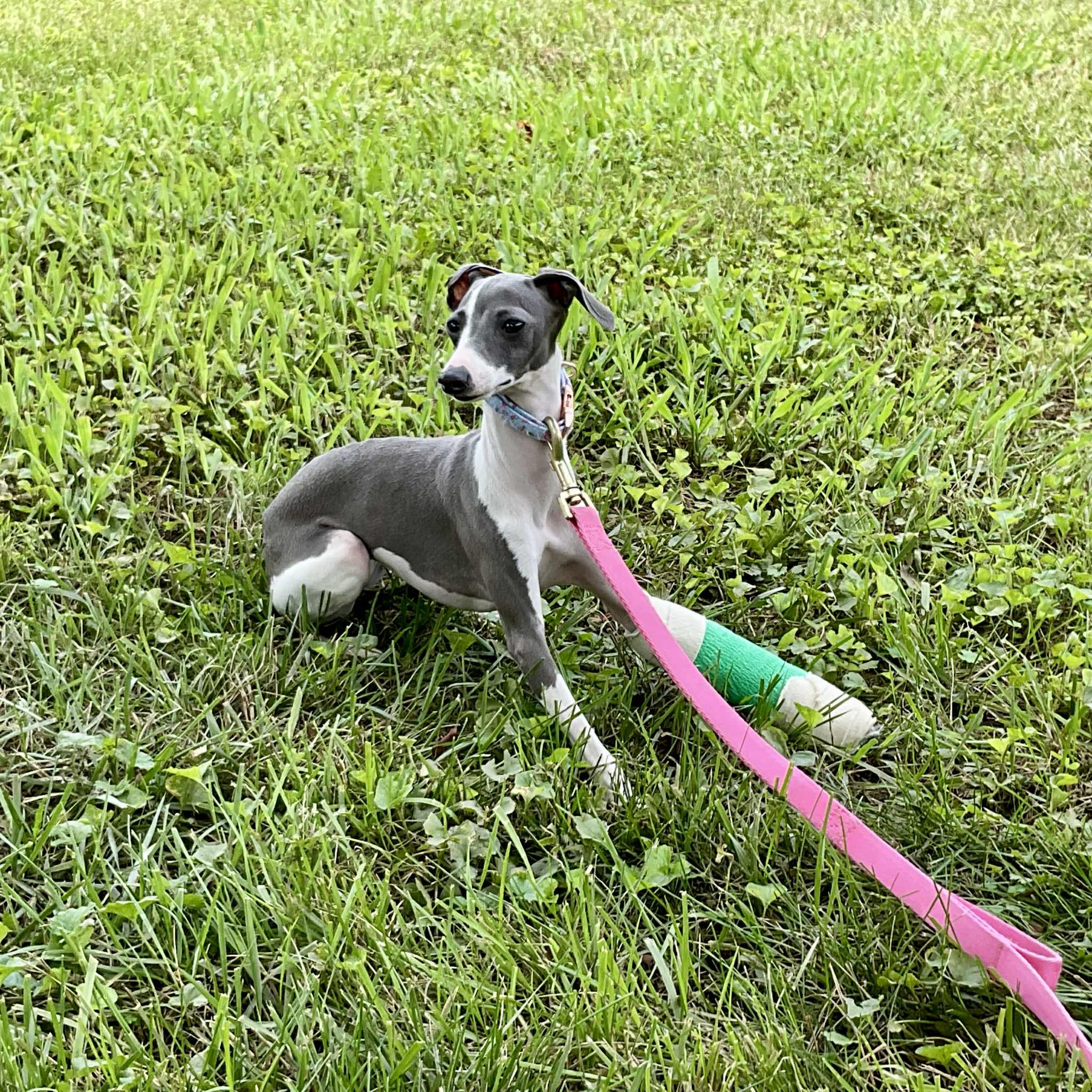 Four Italian Greyhounds. Four different medical journeys. campaign photo, 5 of 6