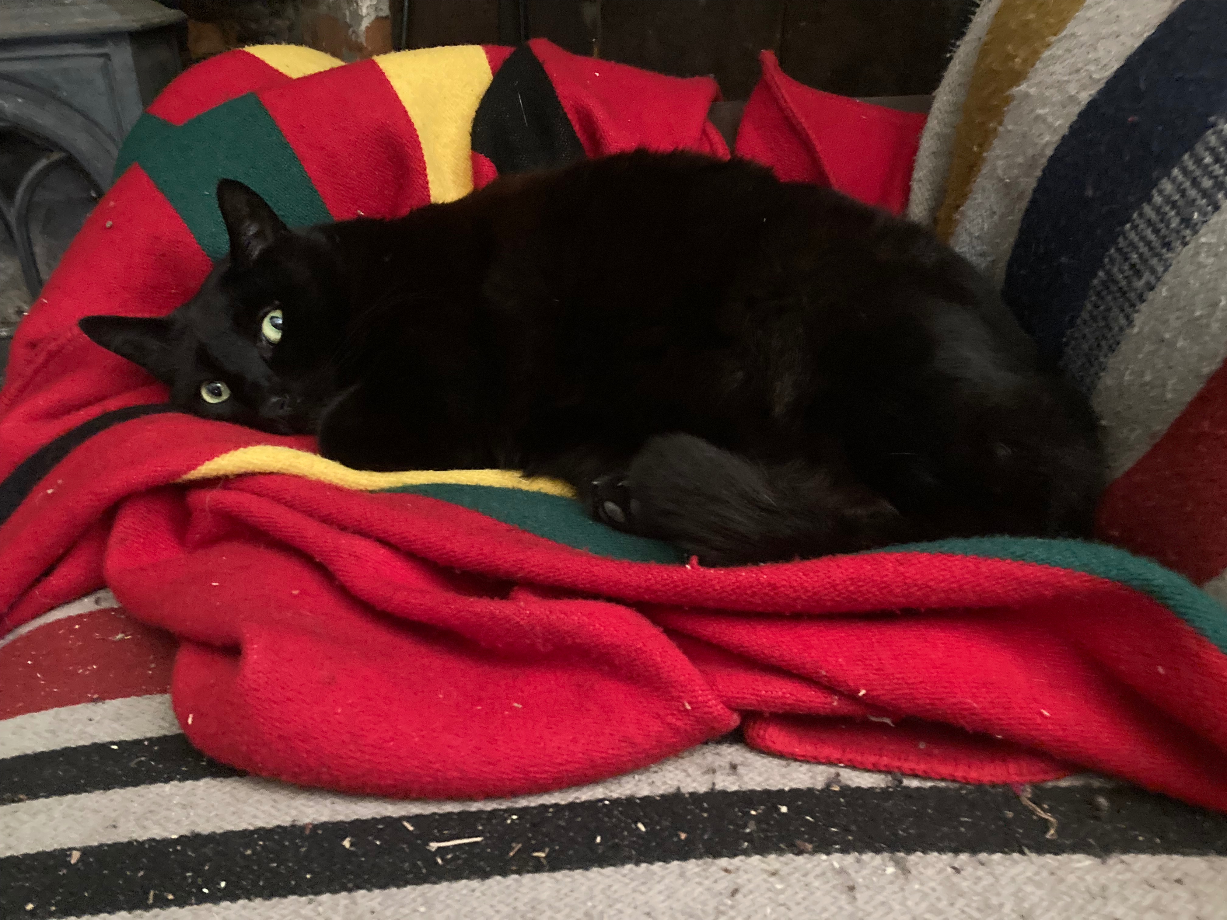 Carol Zaloom's last cat needs treatment for his tumors. campaign photo, 2 of 4