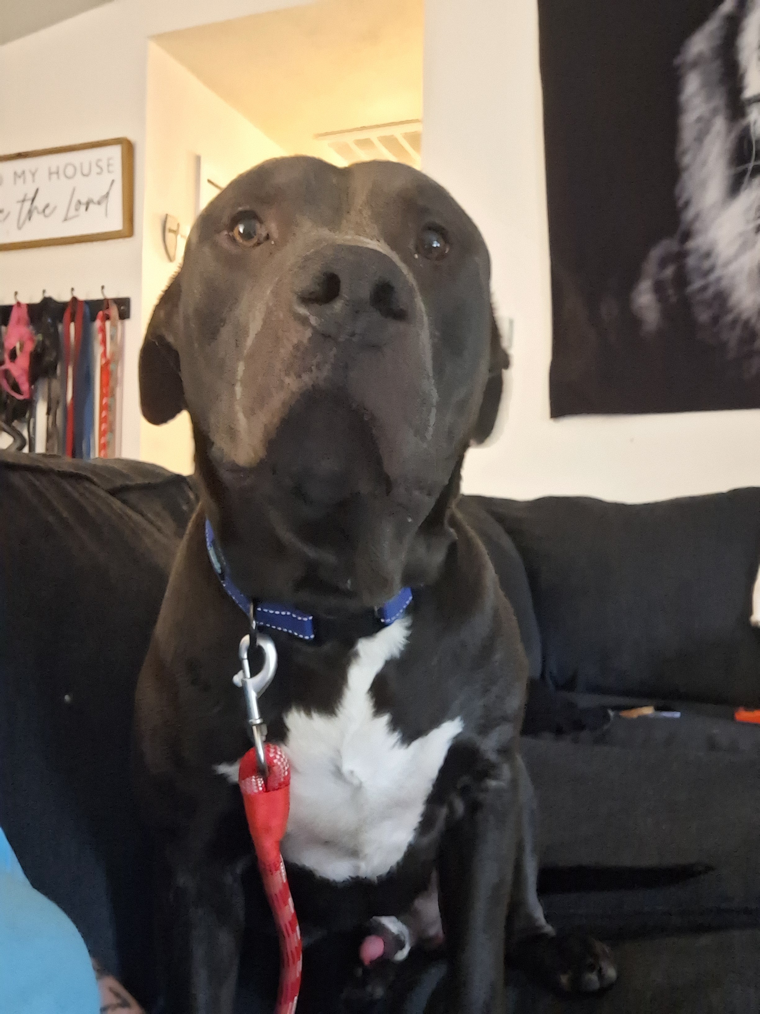 Sweet Zeuz Can't Walk—Please Help campaign photo, 2 of 4
