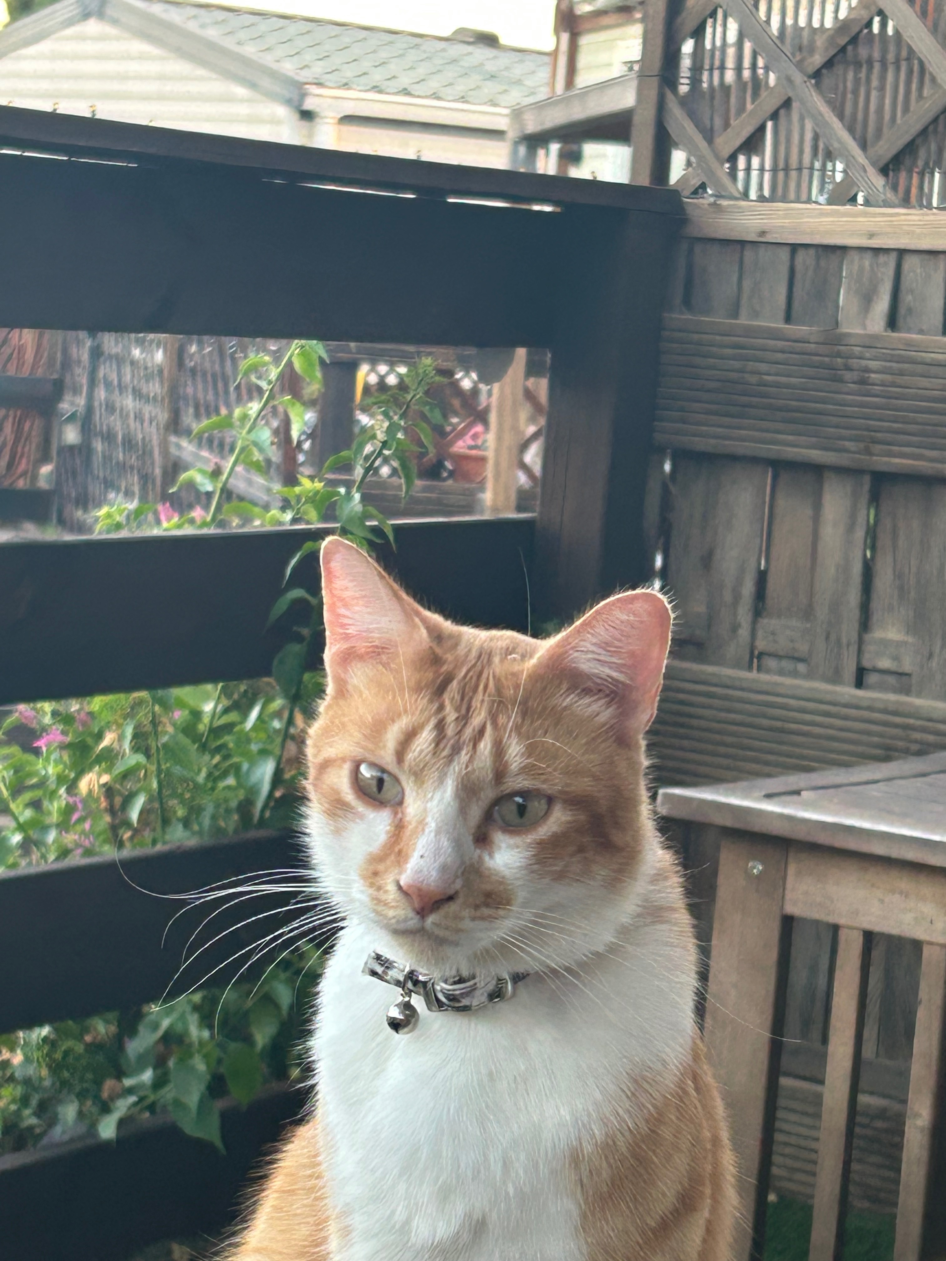 Gorgeous Gordon’s Street Cats campaign photo, 7 of 8