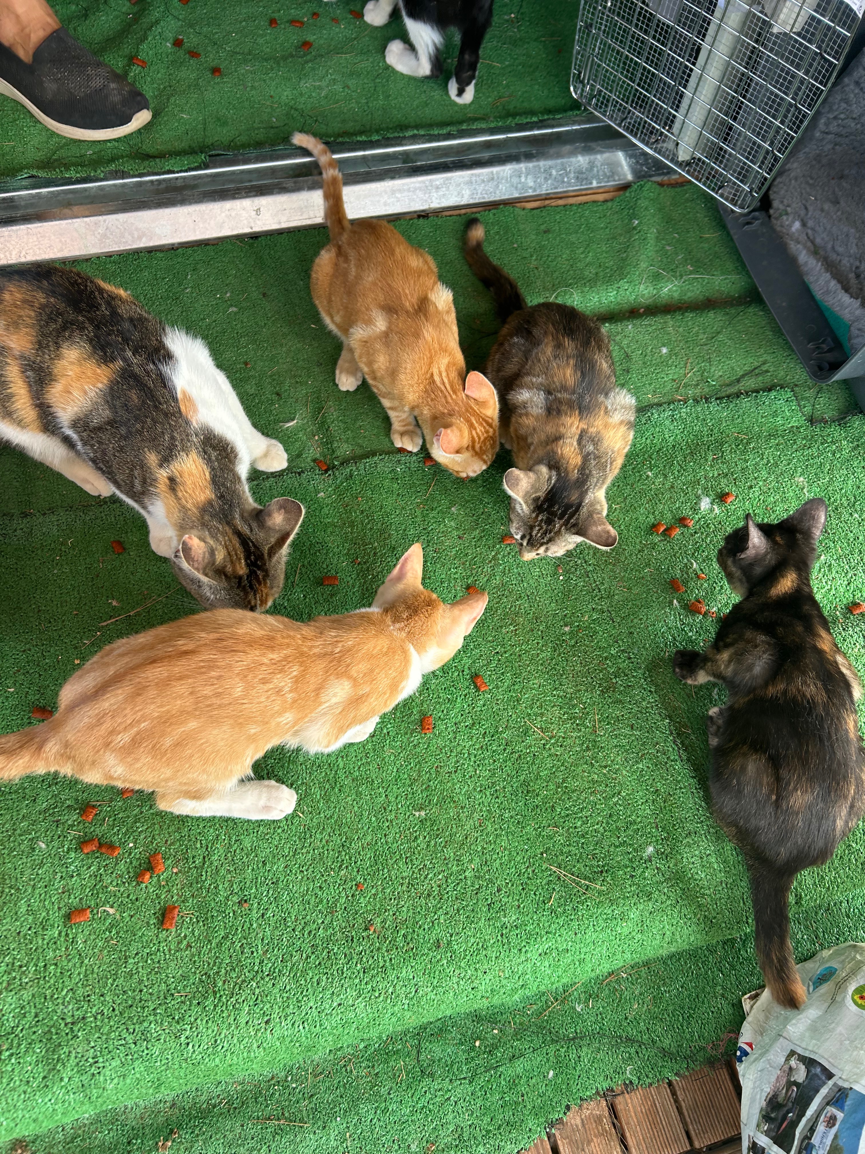 Gorgeous Gordon’s Street Cats campaign photo, 5 of 8