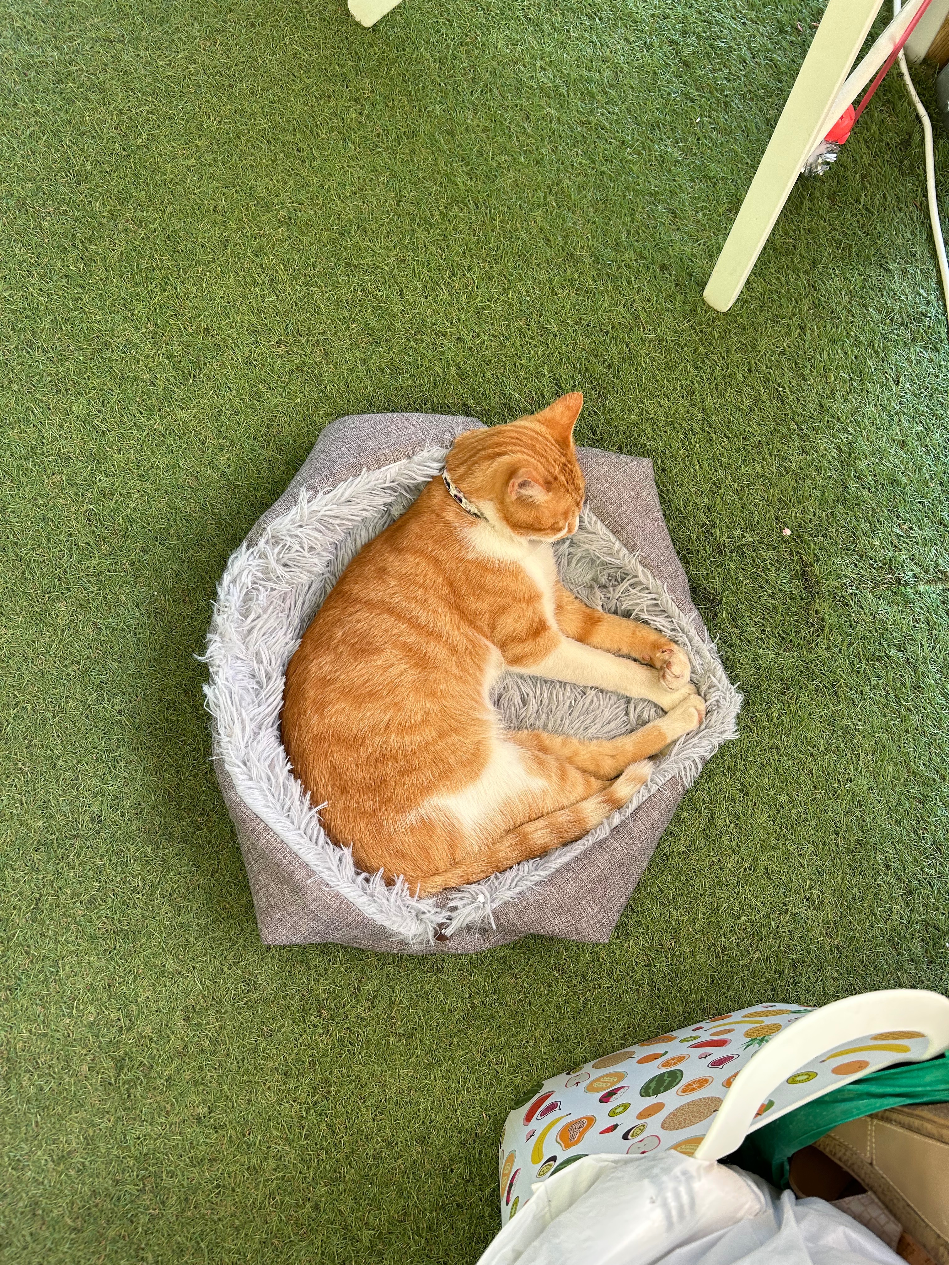 Gorgeous Gordon’s Street Cats campaign photo, 6 of 8