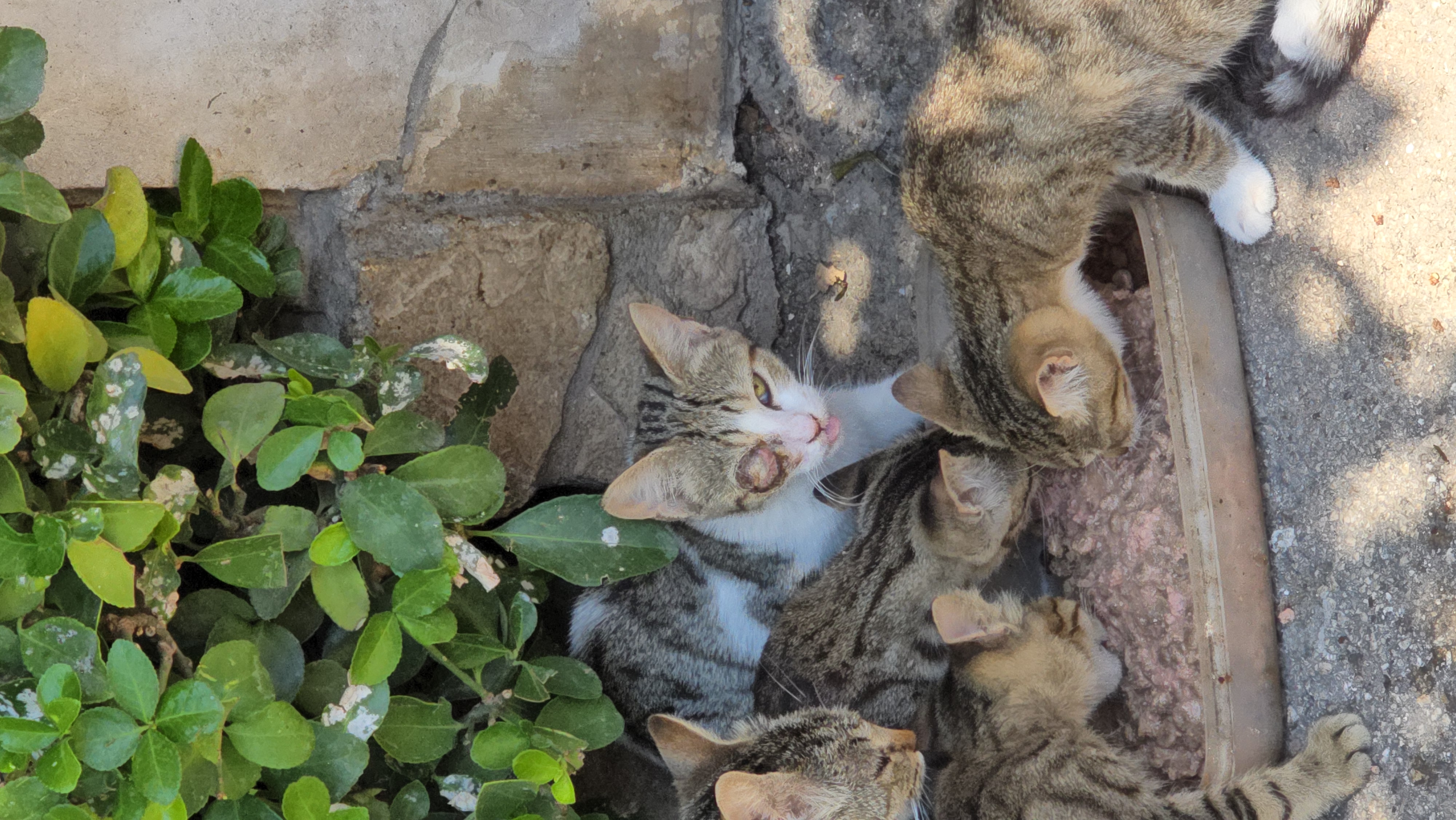 URGENTE – Salviamo l’occhietto di questo gattino  campaign photo, 7 of 8