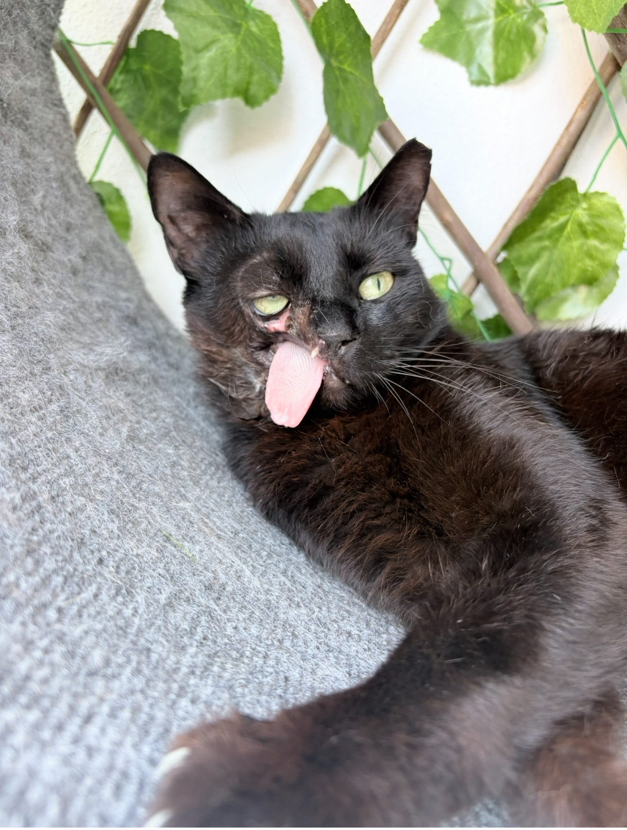 Help Support Ravens Rescues campaign photo, 2 of 4