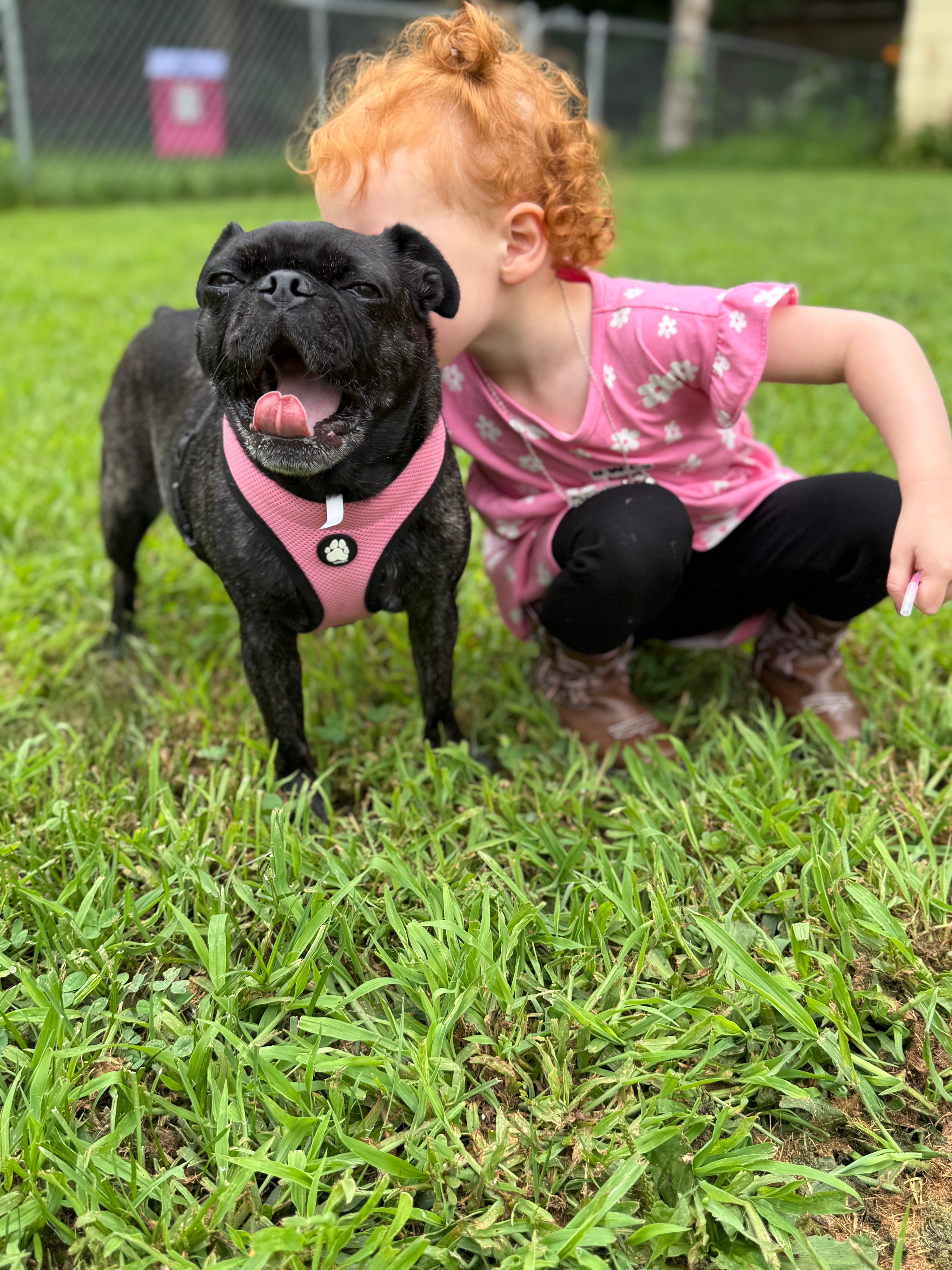 Support Mazie's Critical Surgery campaign photo, 2 of 4