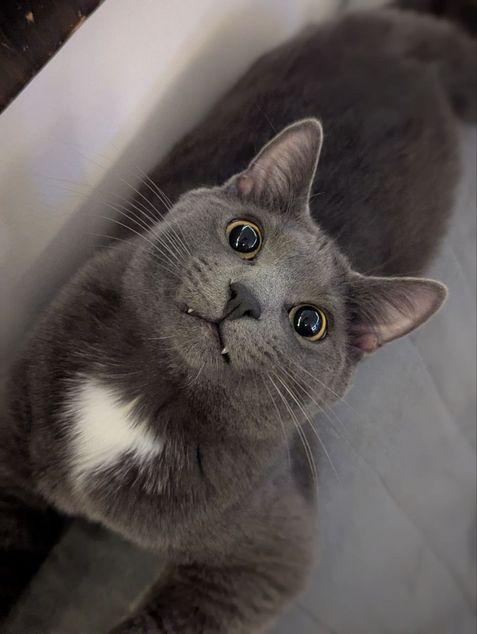 User-uploaded image 1