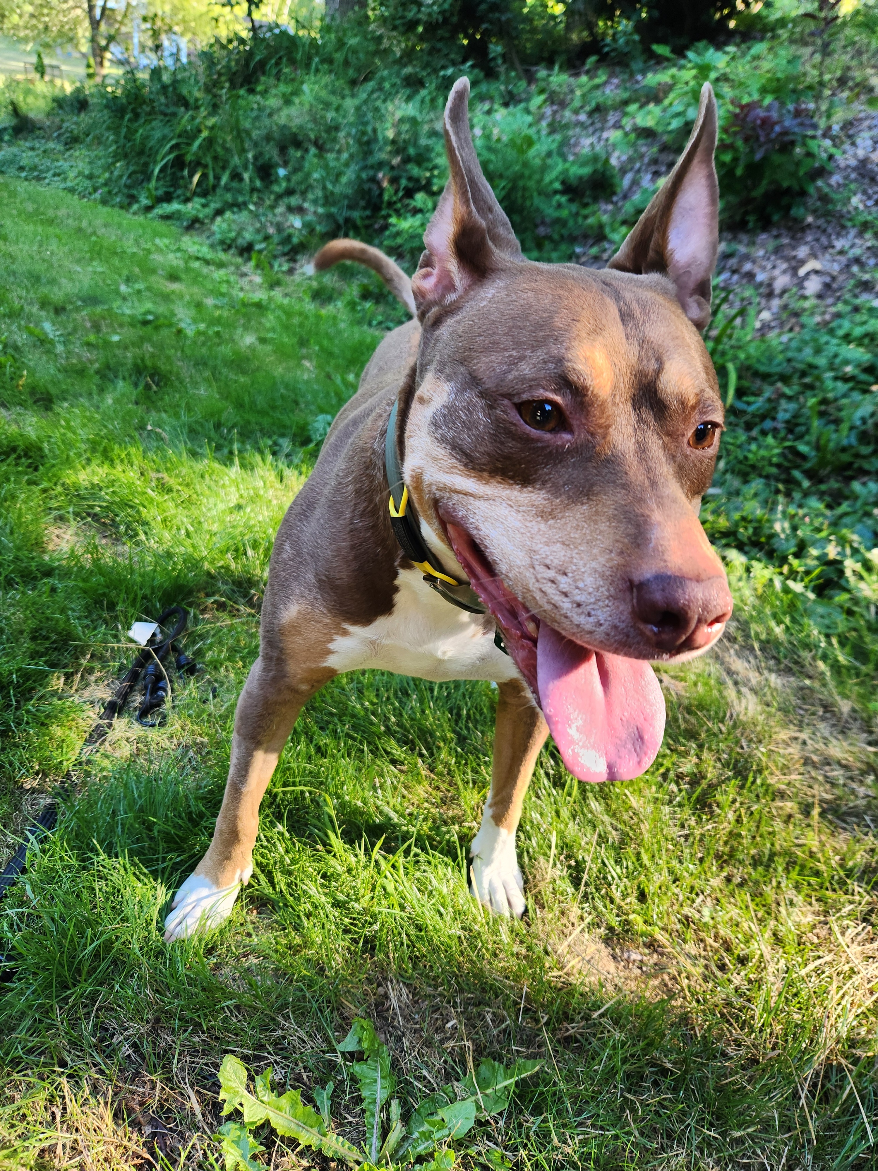 Give Bailey a Chance to Run Again campaign photo, 6 of 8