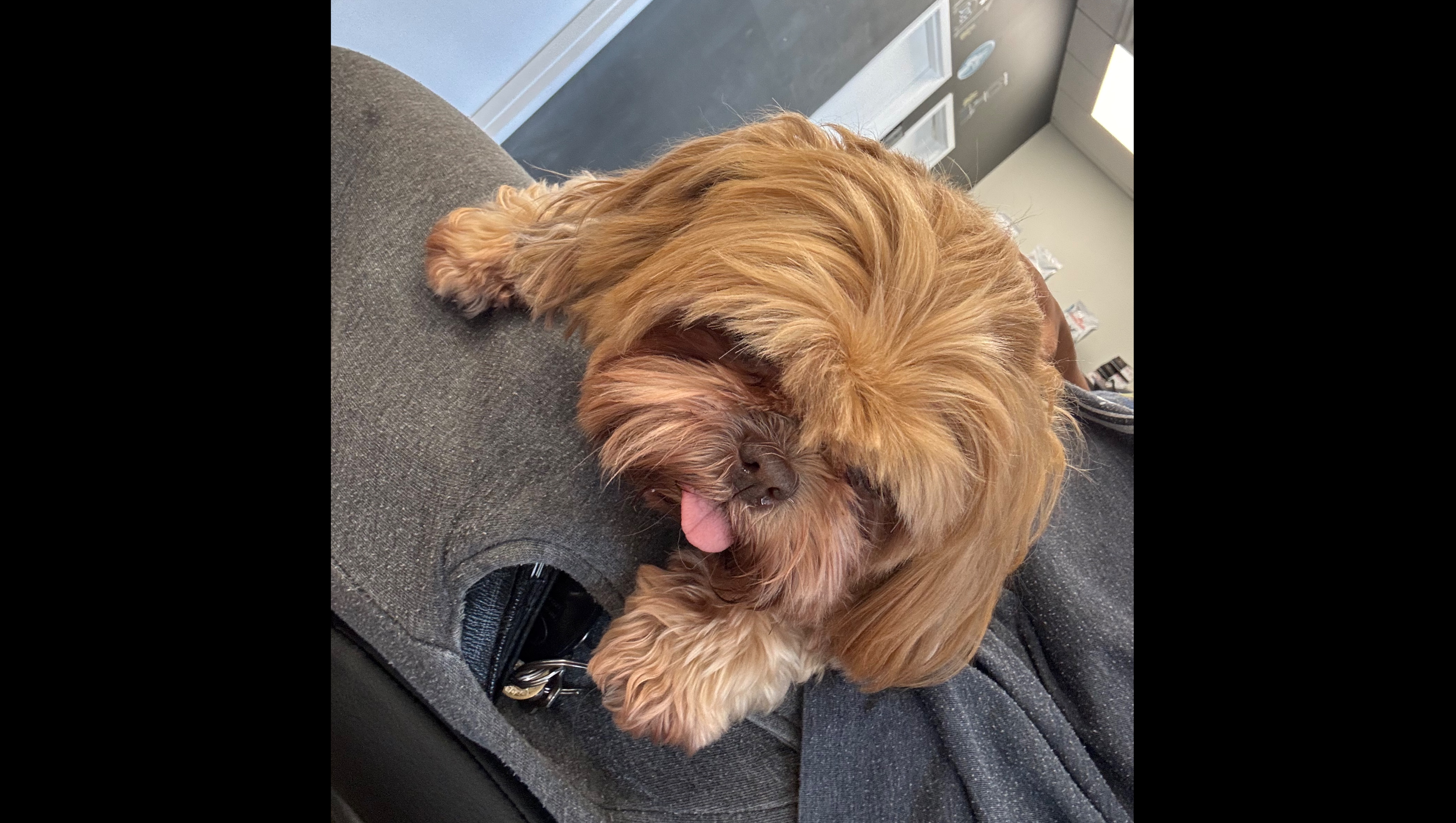 Help Bambi Get the Emergency Care She Desperately Needs photo