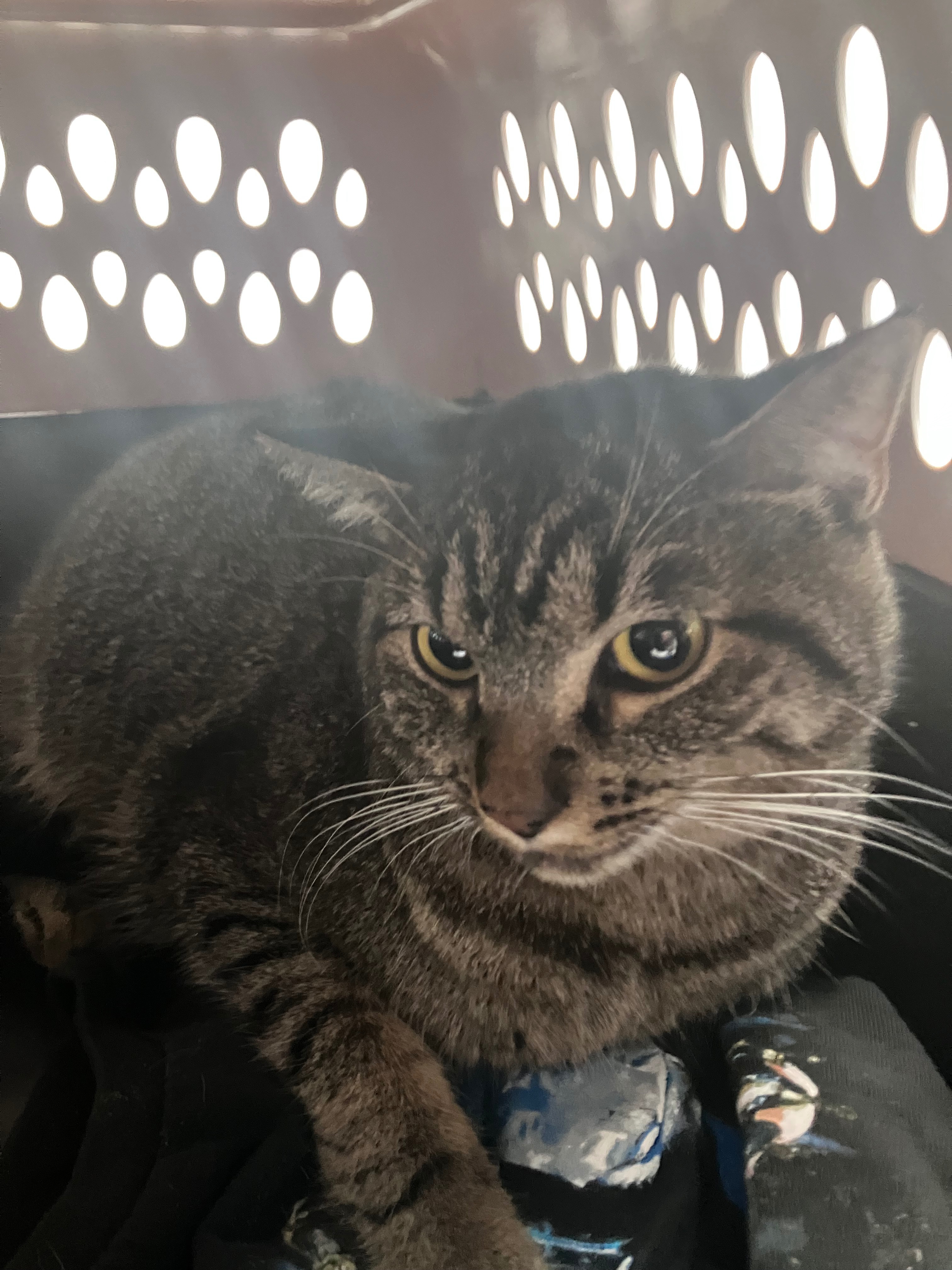 Support Jay's Kitty's Urgent Medical Care campaign photo, 4 of 5