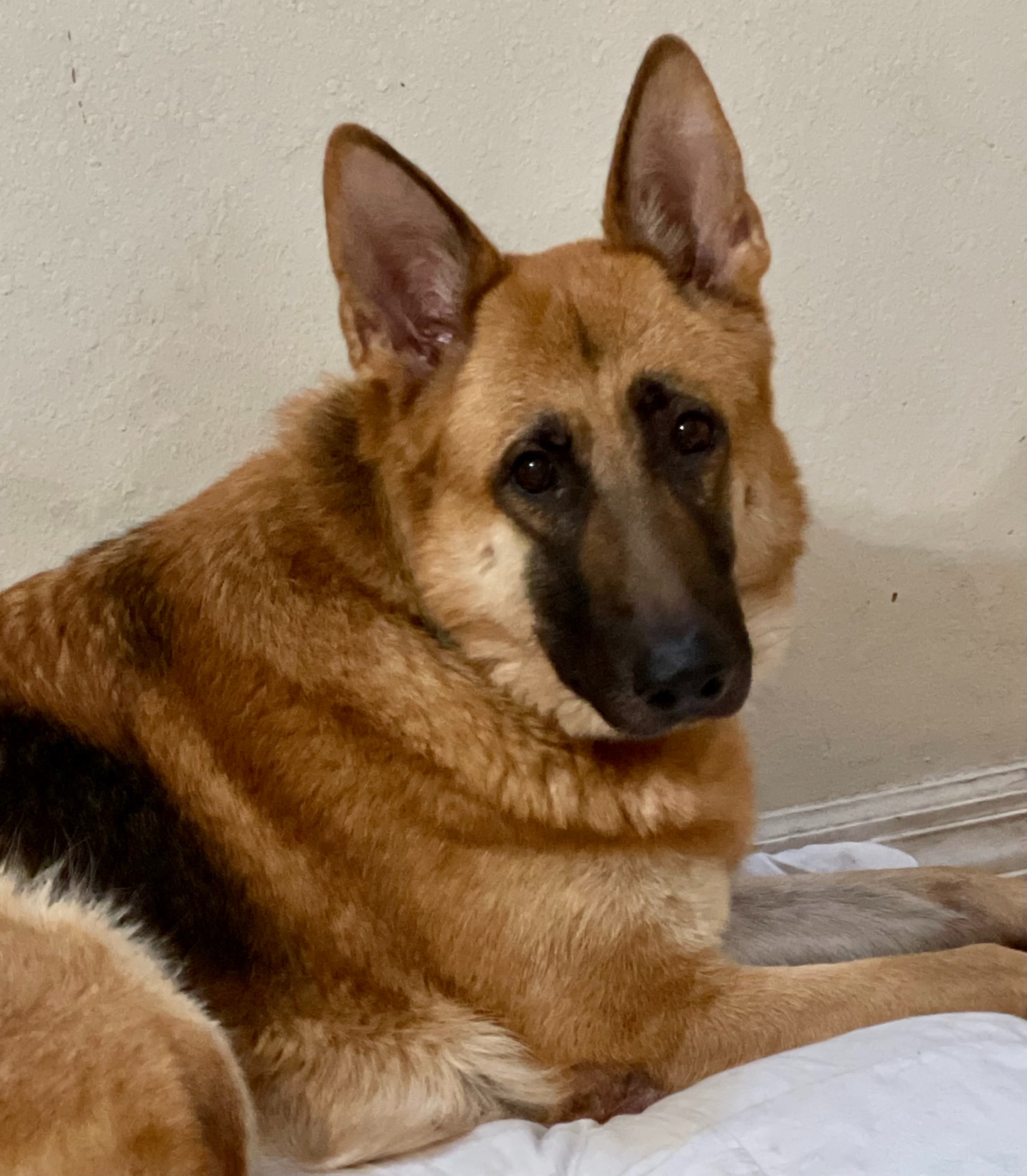 Help My Mom With Luna’s Final Vet Bills campaign photo, 5 of 6