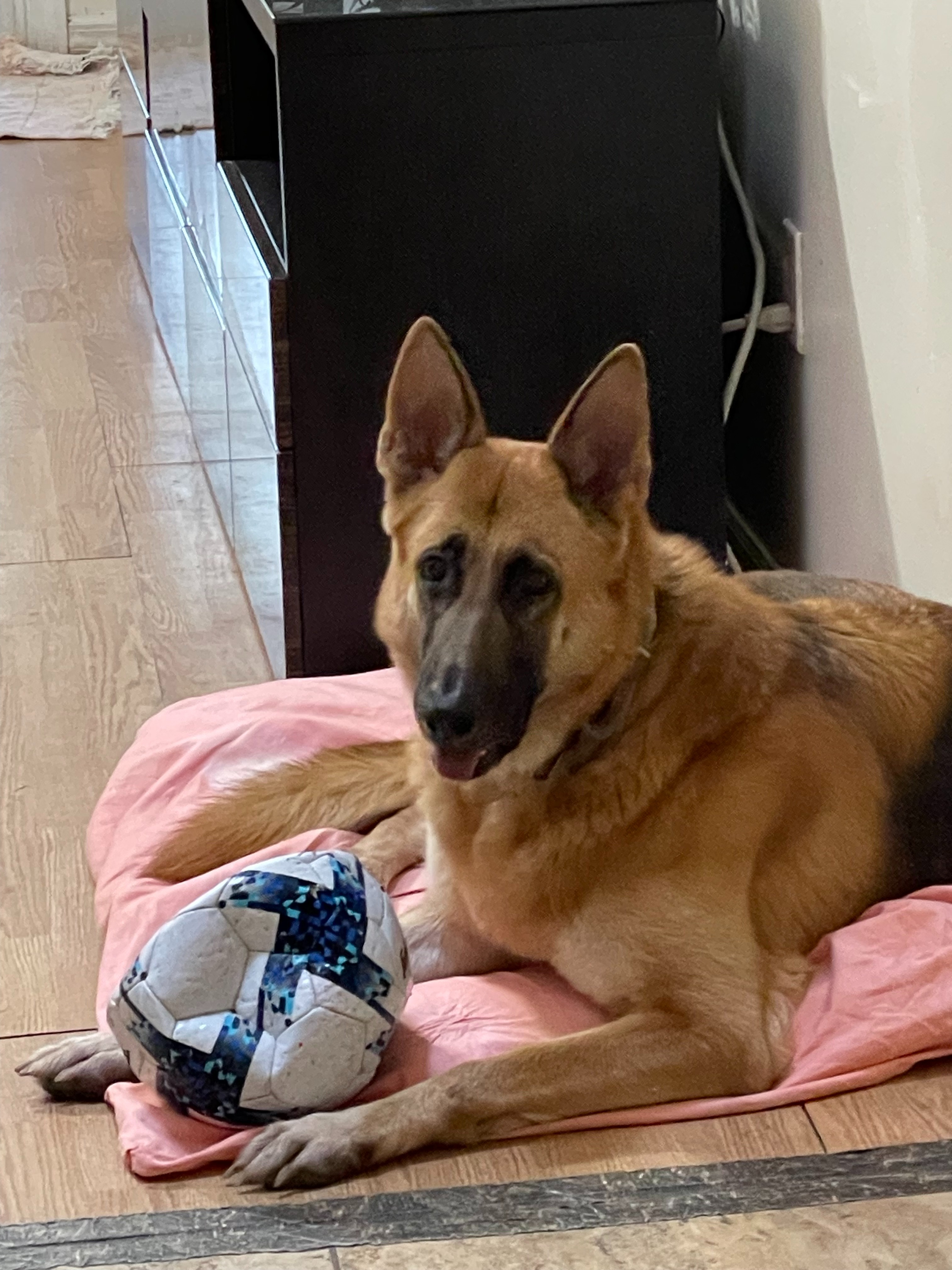 Help My Mom With Luna’s Final Vet Bills campaign photo, 2 of 6