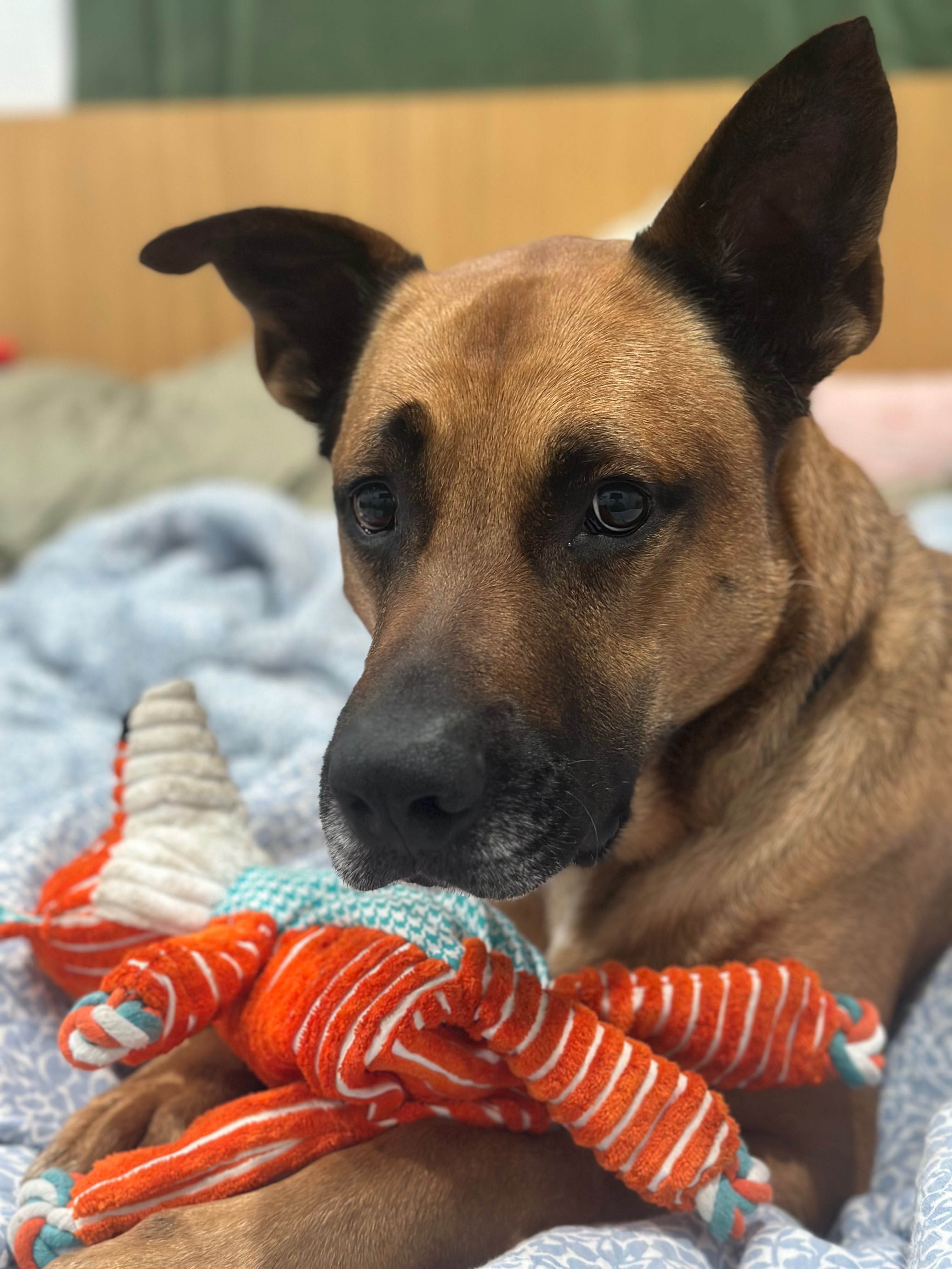Save Cody: A Foster Dog's Battle for Life campaign photo, 7 of 8
