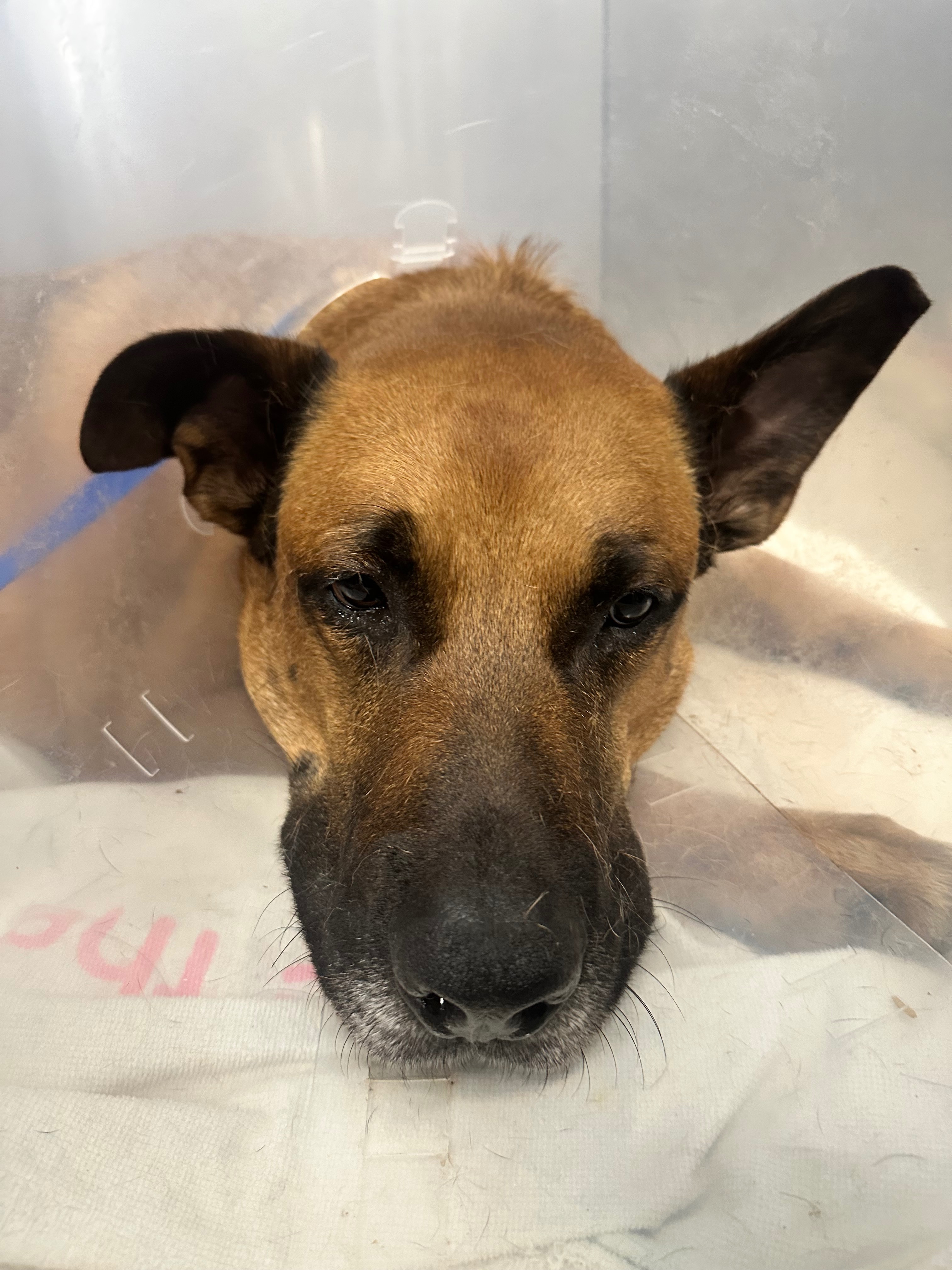Save Cody: A Foster Dog's Battle for Life campaign photo, 2 of 8