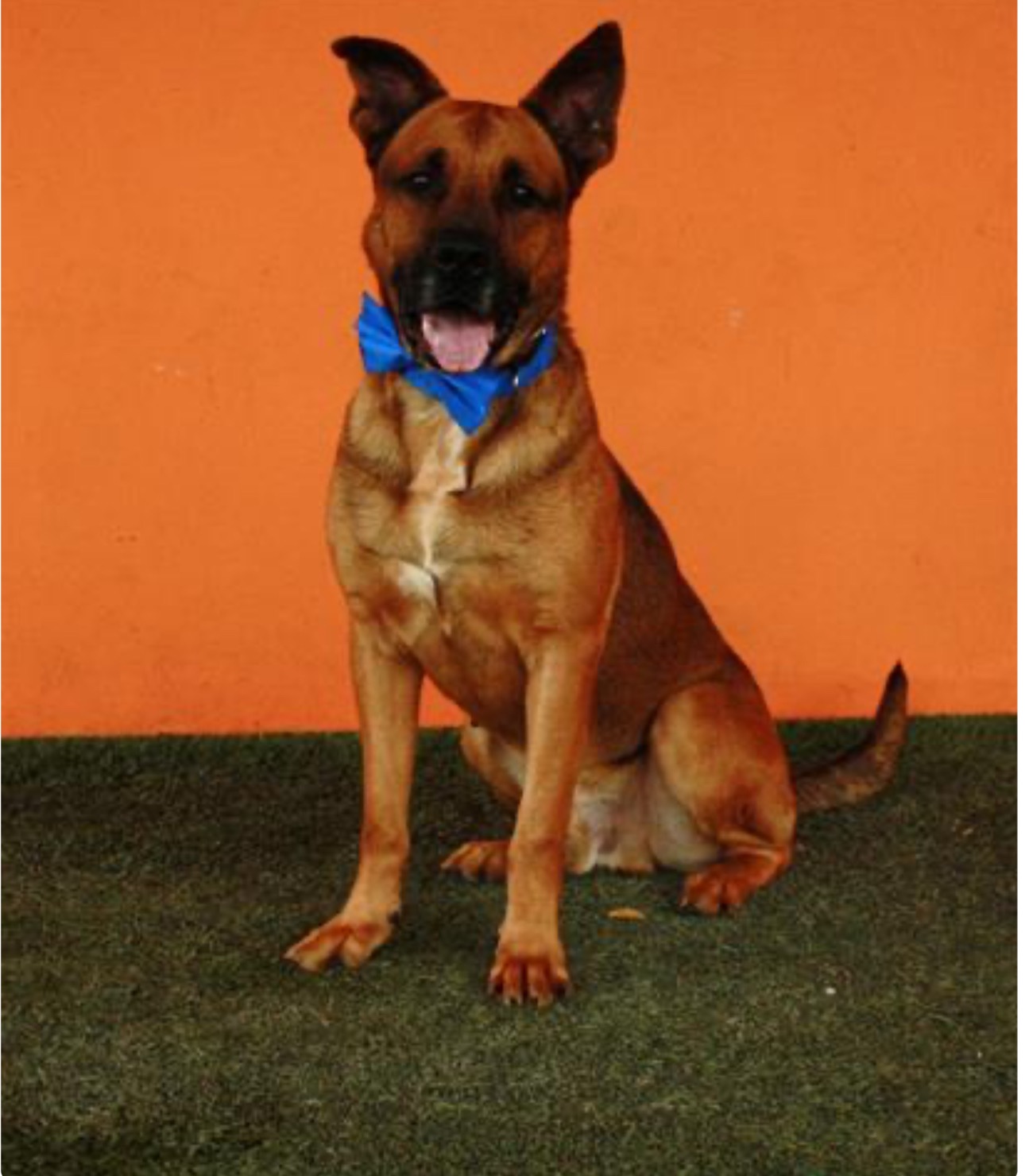 Save Cody: A Foster Dog's Battle for Life campaign photo, 4 of 8