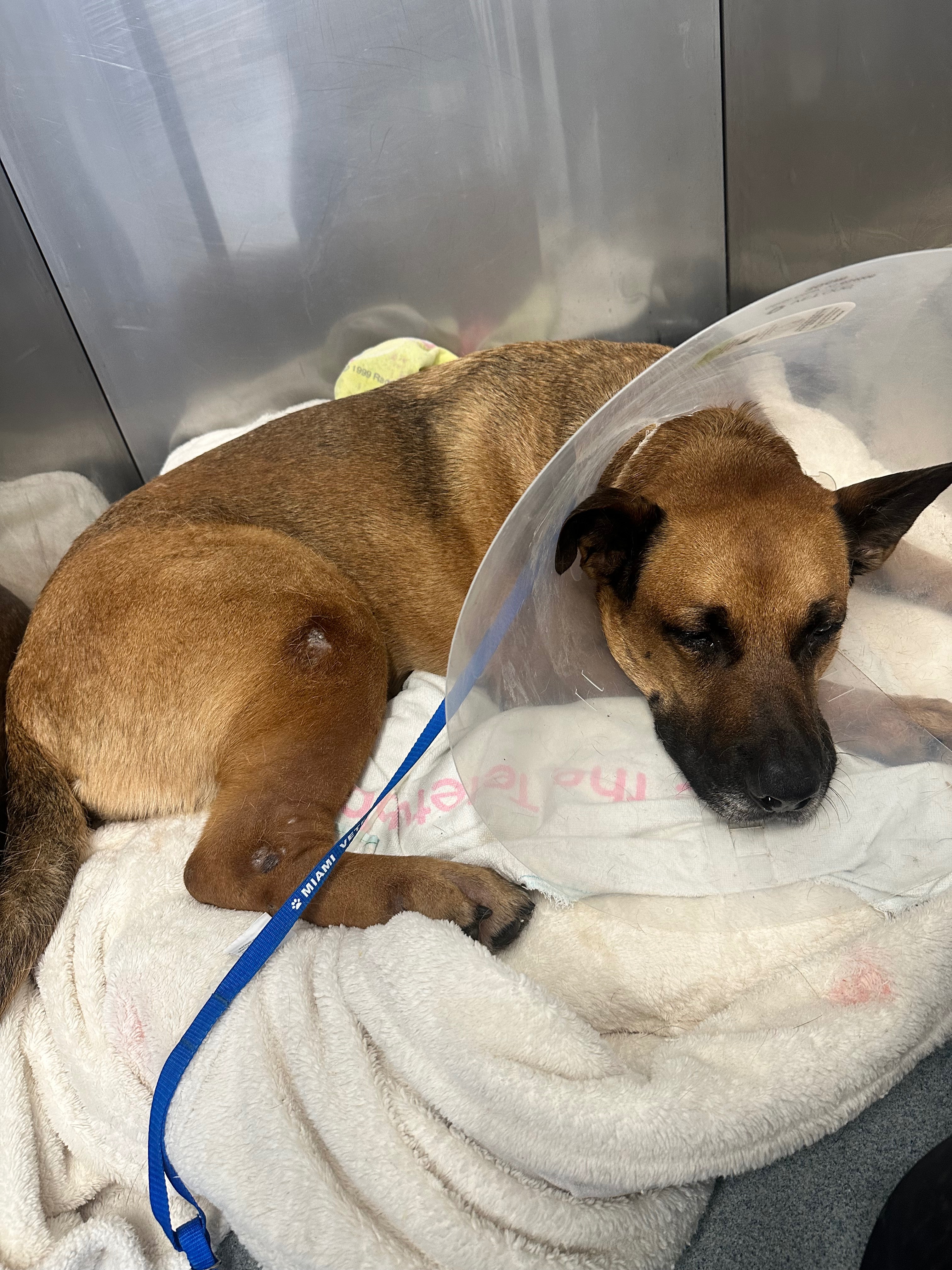 Save Cody: A Foster Dog's Battle for Life campaign photo, 5 of 8
