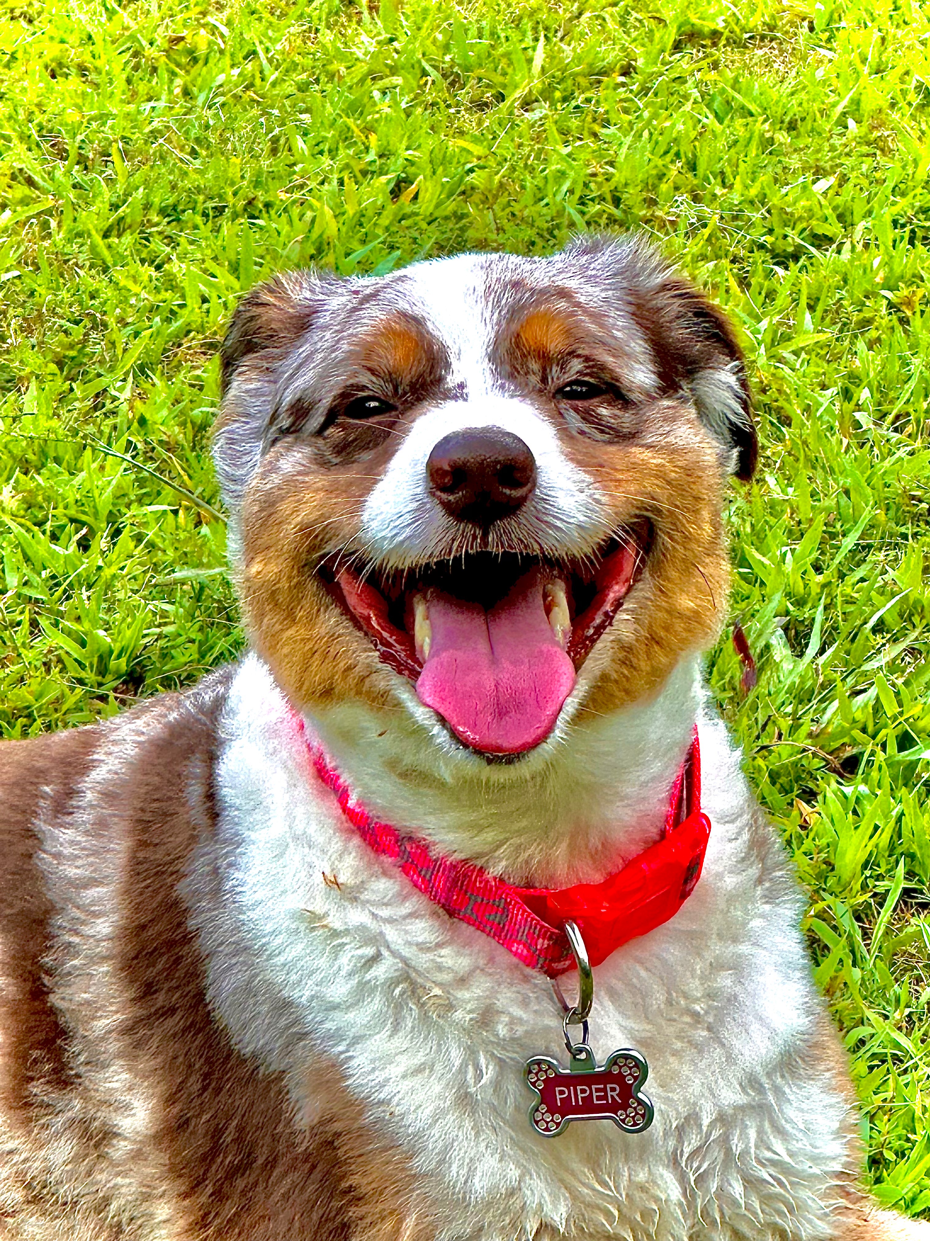 Give Sweet Piper a Pain-Free Life campaign photo, 6 of 7