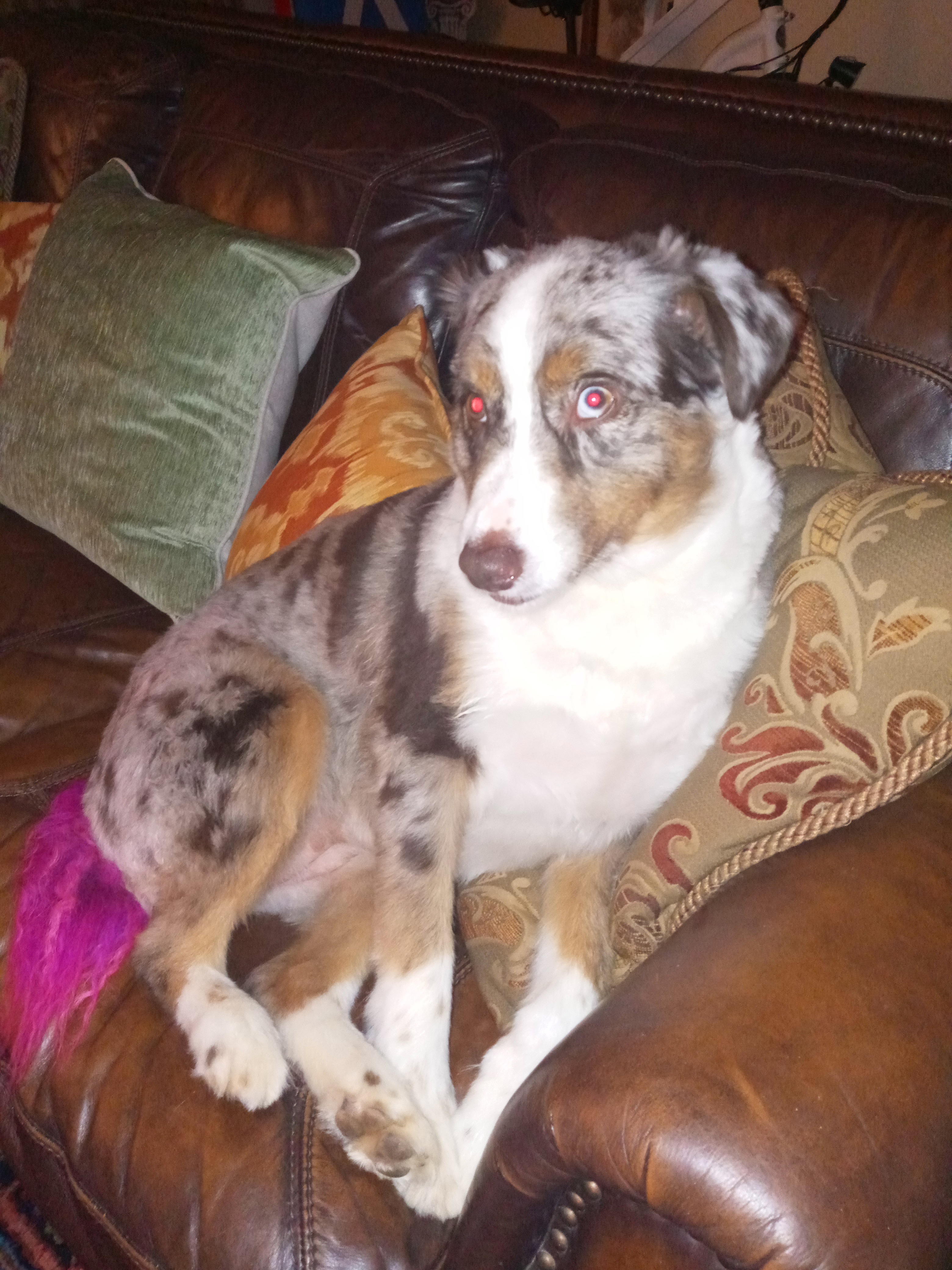 Give Sweet Piper a Pain-Free Life campaign photo, 4 of 7
