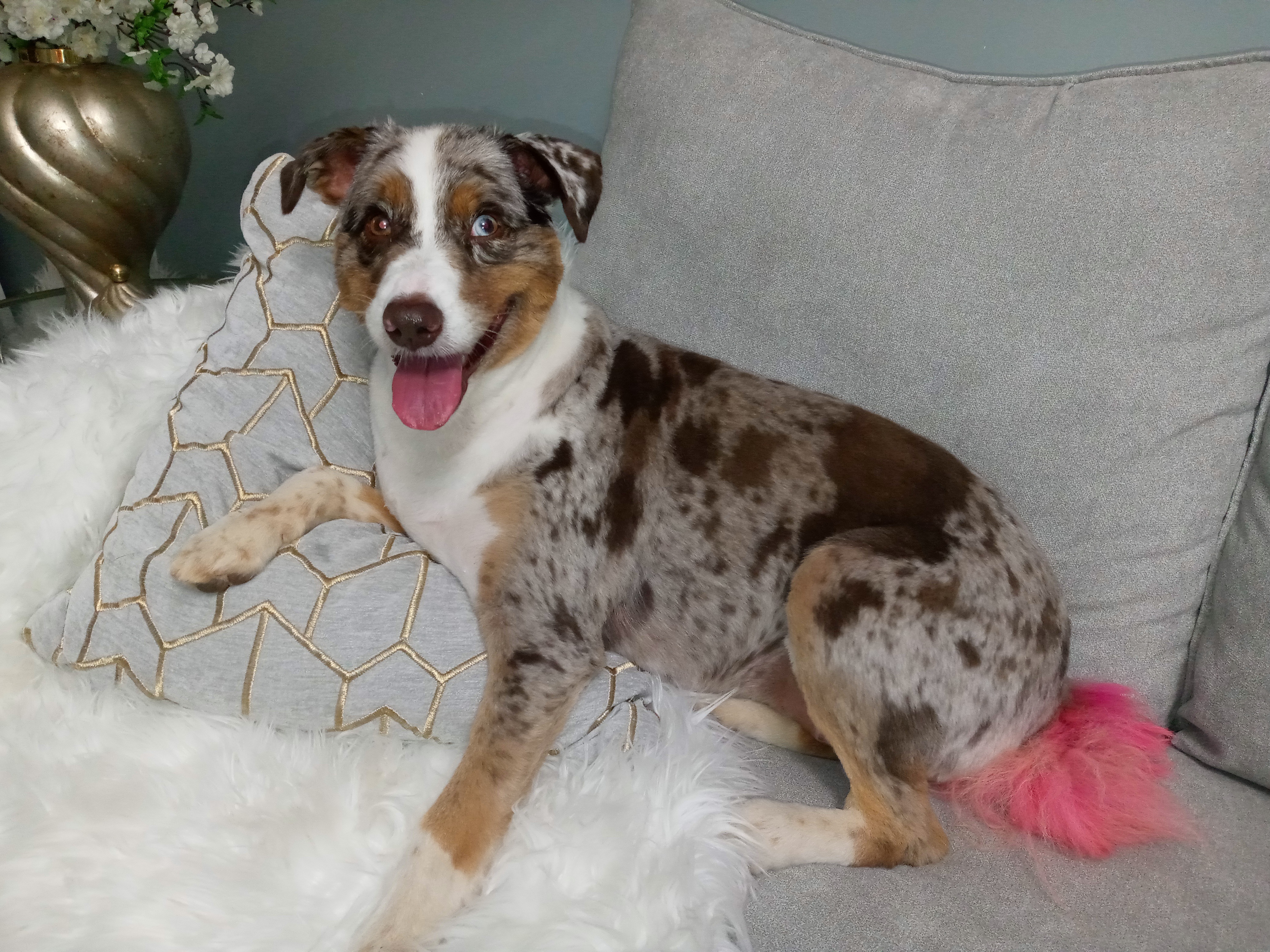 Give Sweet Piper a Pain-Free Life campaign photo, 5 of 7