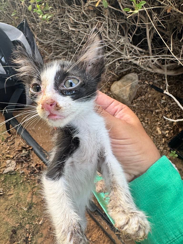 Please Help Mama Cat and Her Kittens campaign photo, 7 of 8