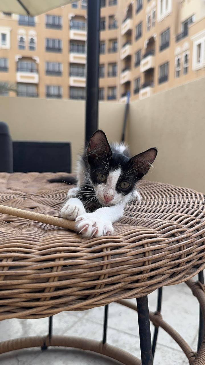 Please Help Mama Cat and Her Kittens campaign photo, 2 of 8