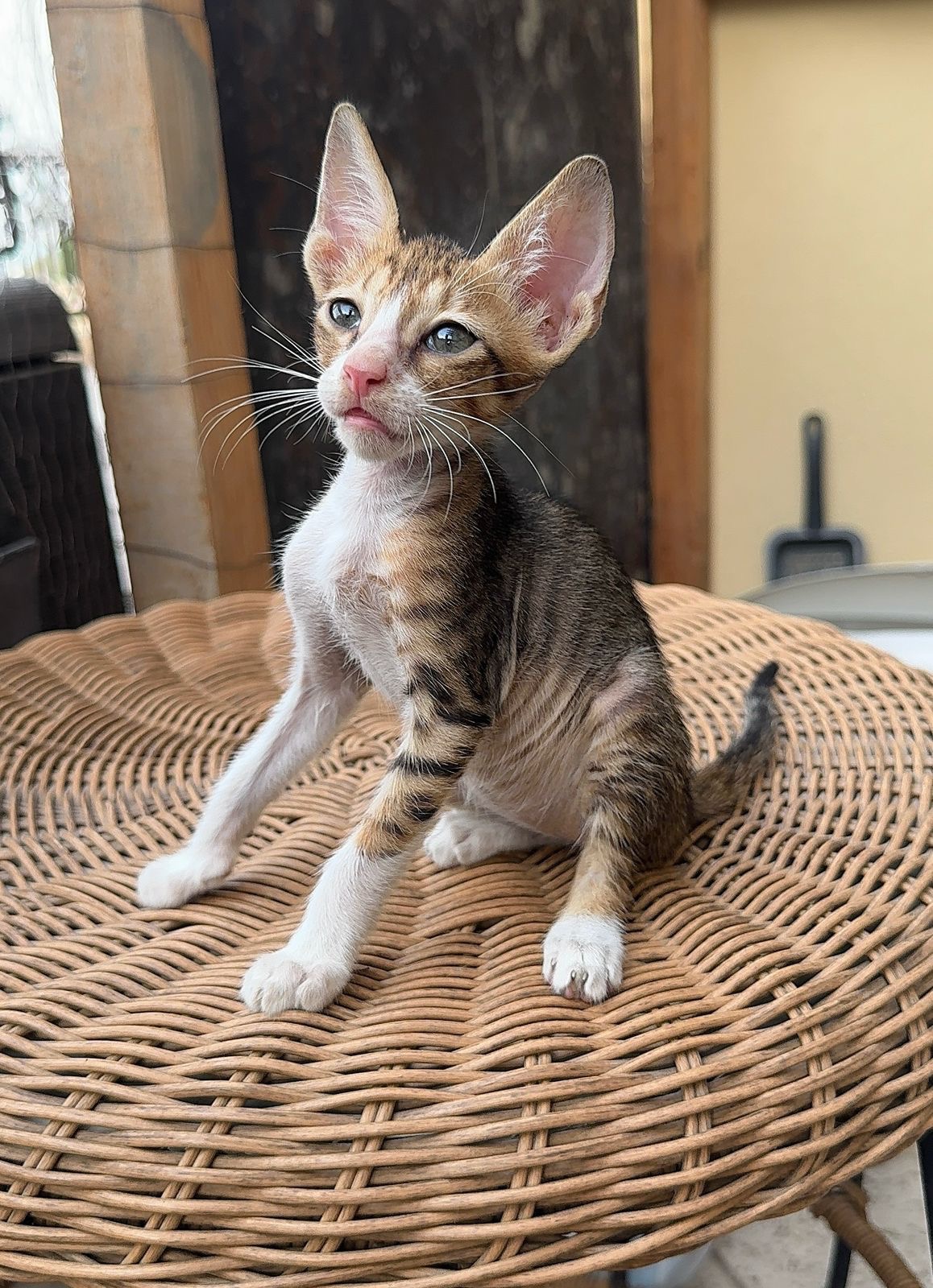 Please Help Mama Cat and Her Kittens campaign photo, 4 of 8