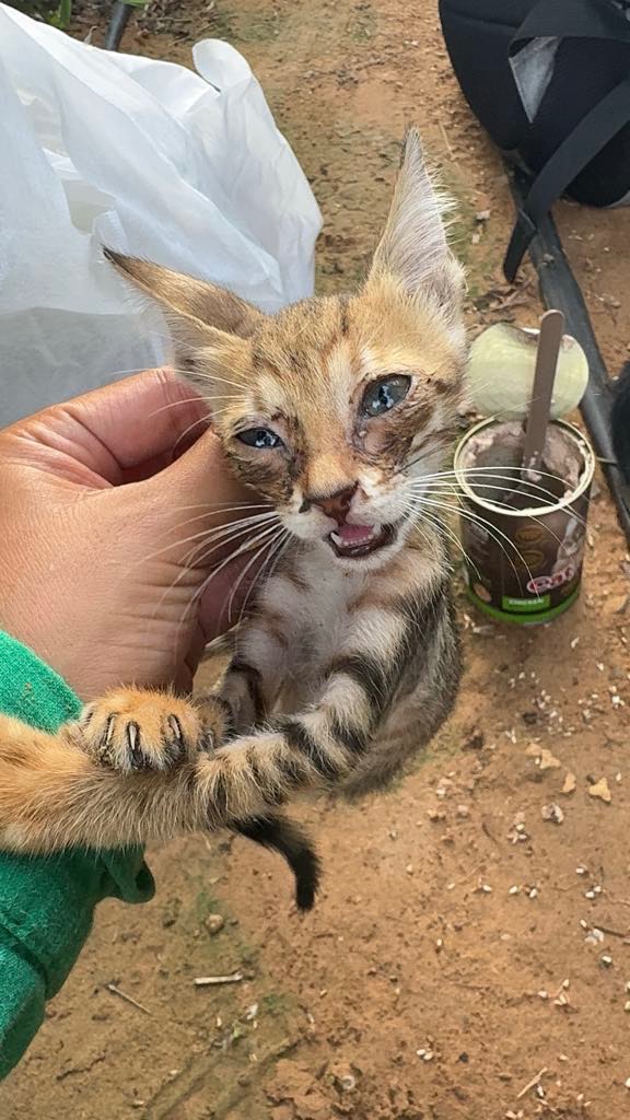 Please Help Mama Cat and Her Kittens campaign photo, 5 of 8