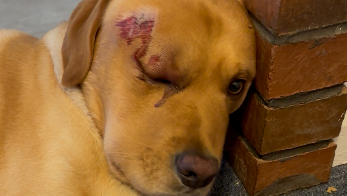 Donations for Cosmo’s major head surgeries