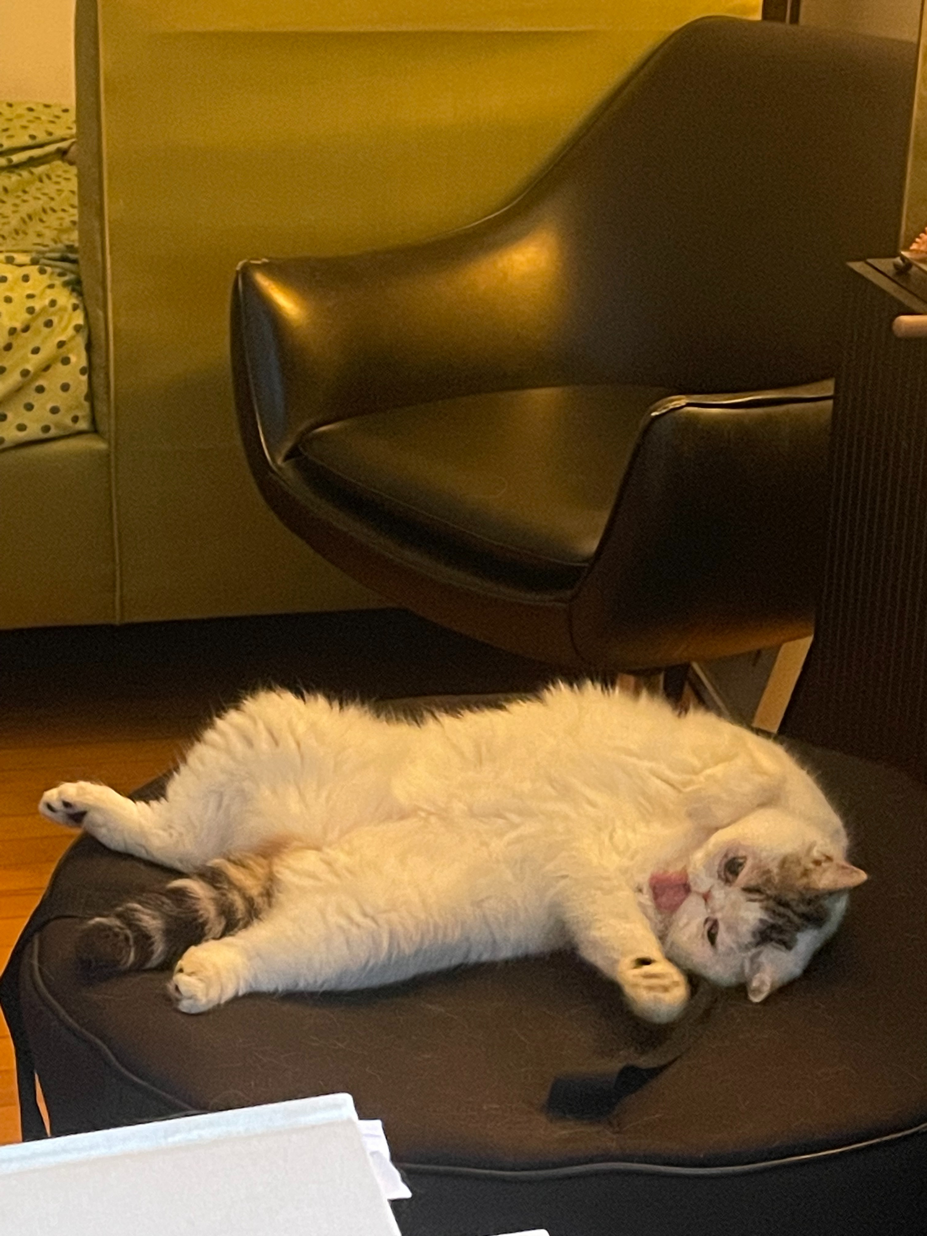 Pearl Can't Breathe! Support Pearl's Life-Changing Surgery campaign photo, 4 of 8