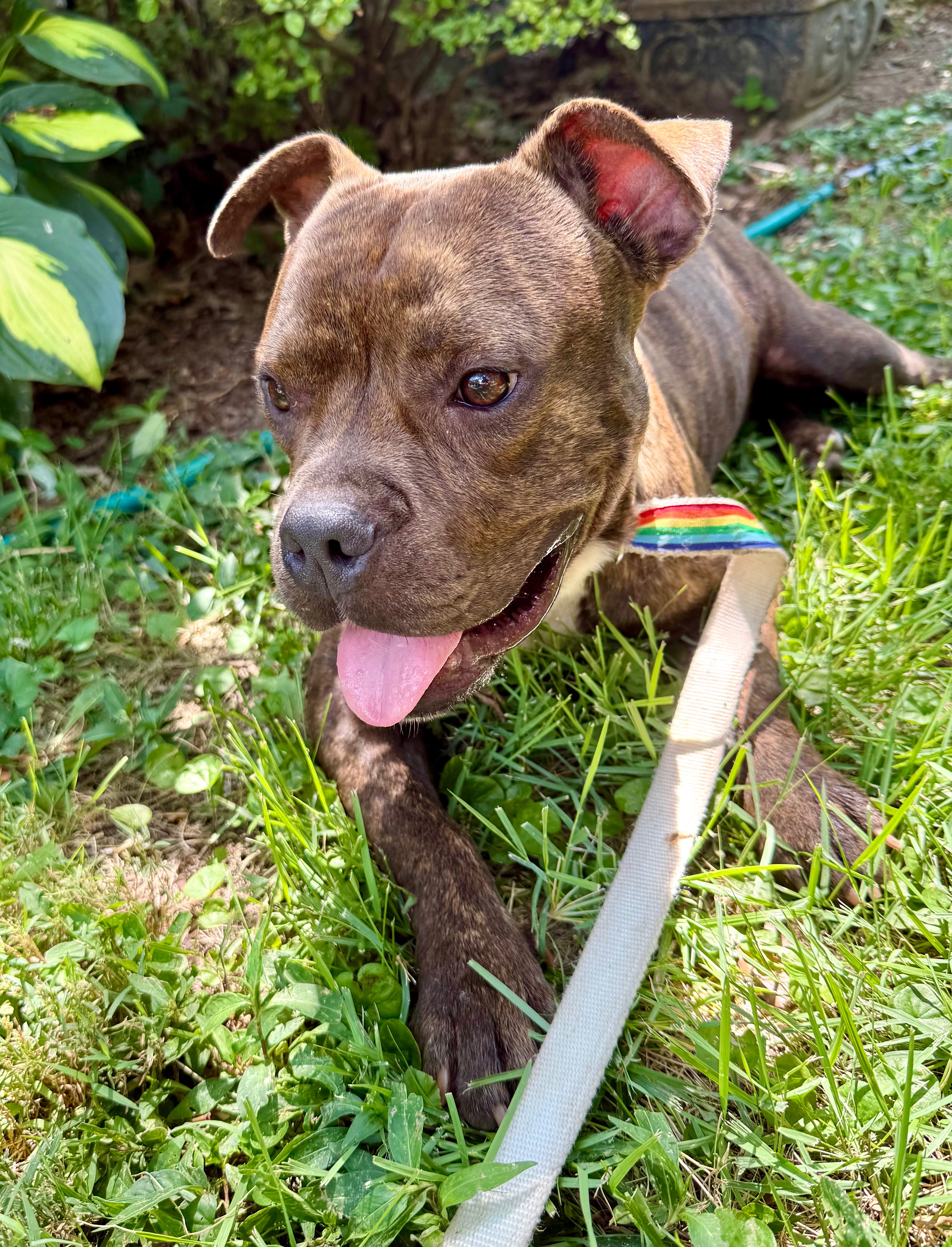 Support Homer's Journey to a Forever Home campaign photo, 2 of 5