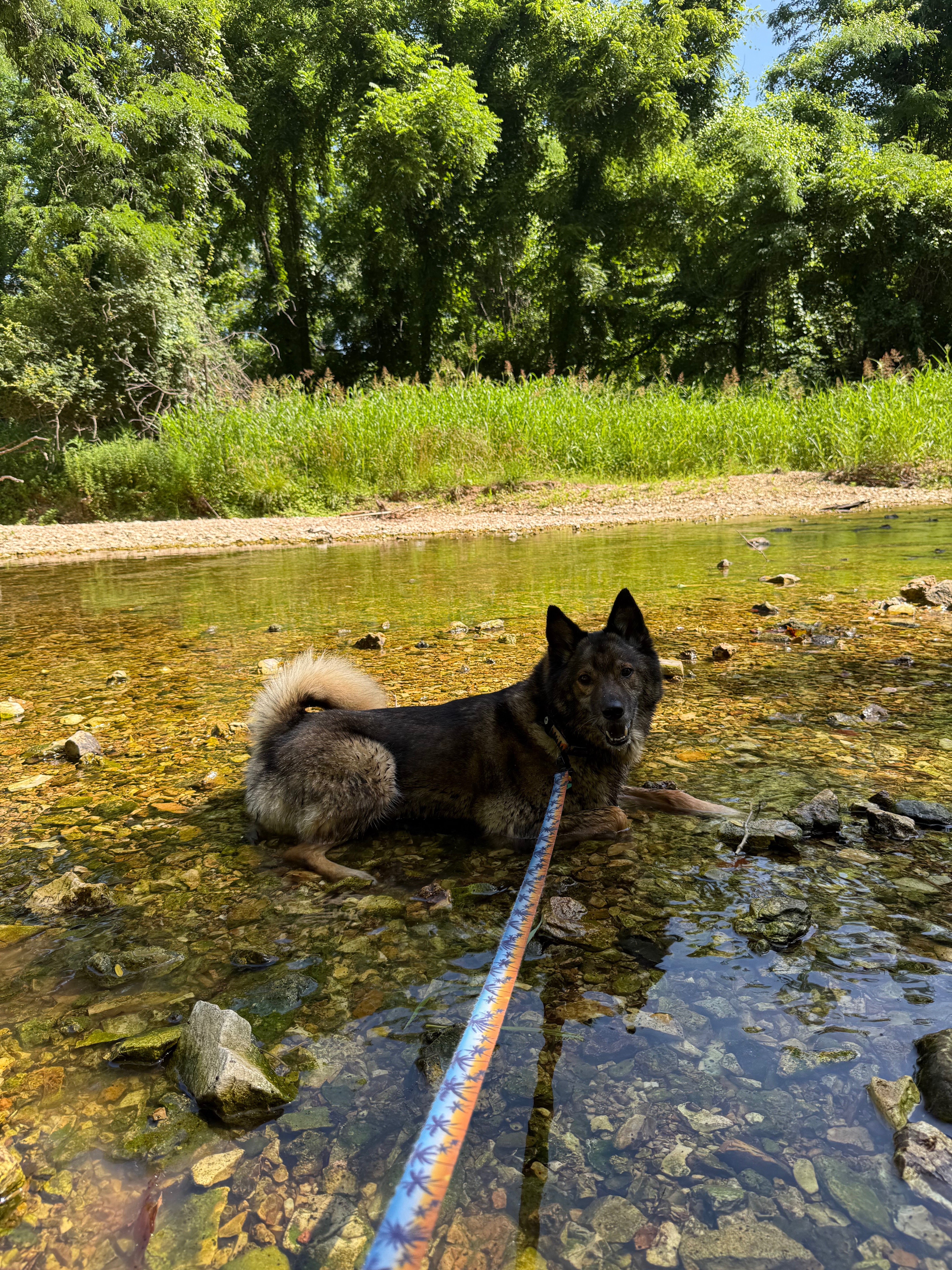 Help Loki Fight Cancer campaign photo, 4 of 8