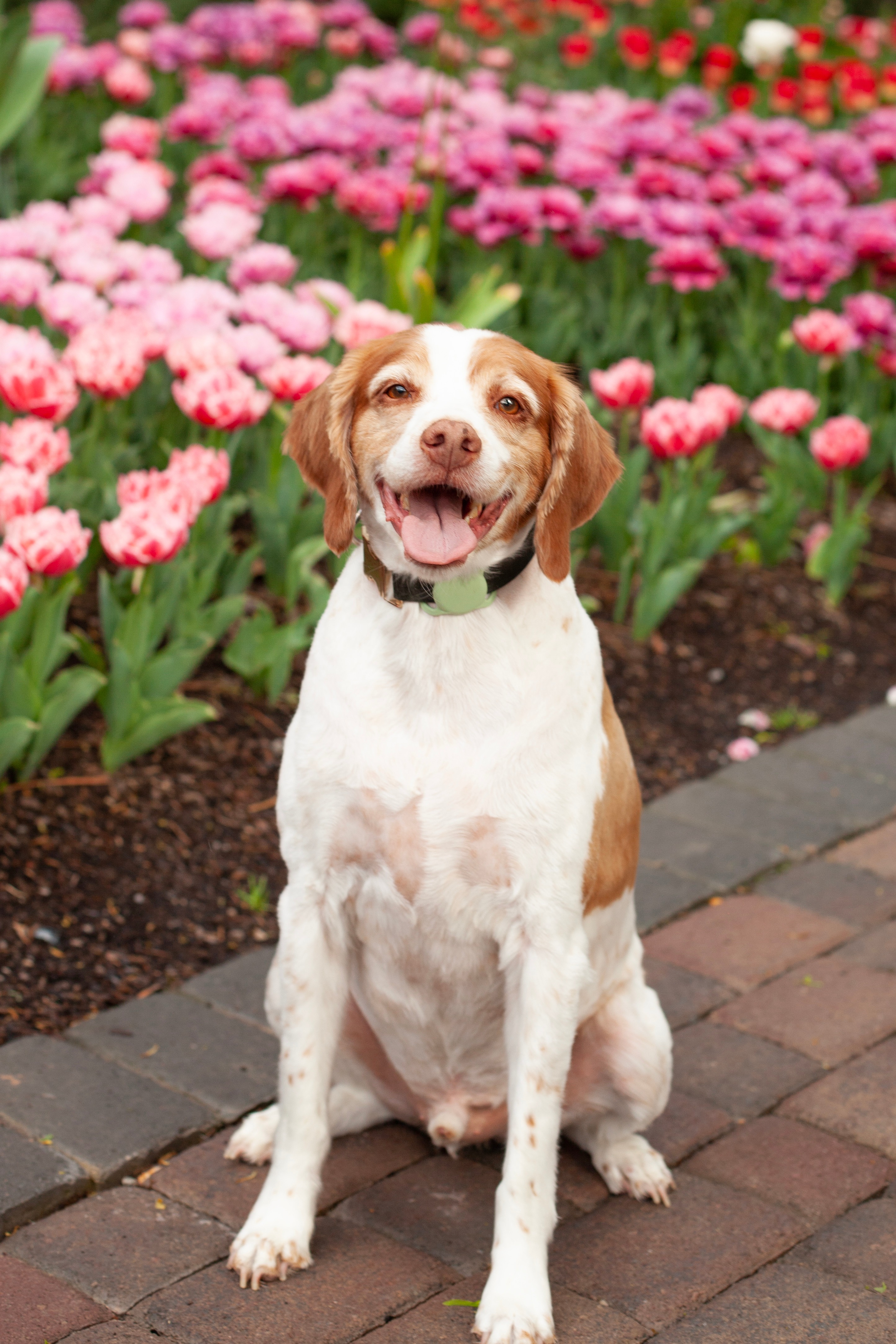 Give Moose a Brighter Future: Eye Surgery Fund campaign photo, 4 of 5
