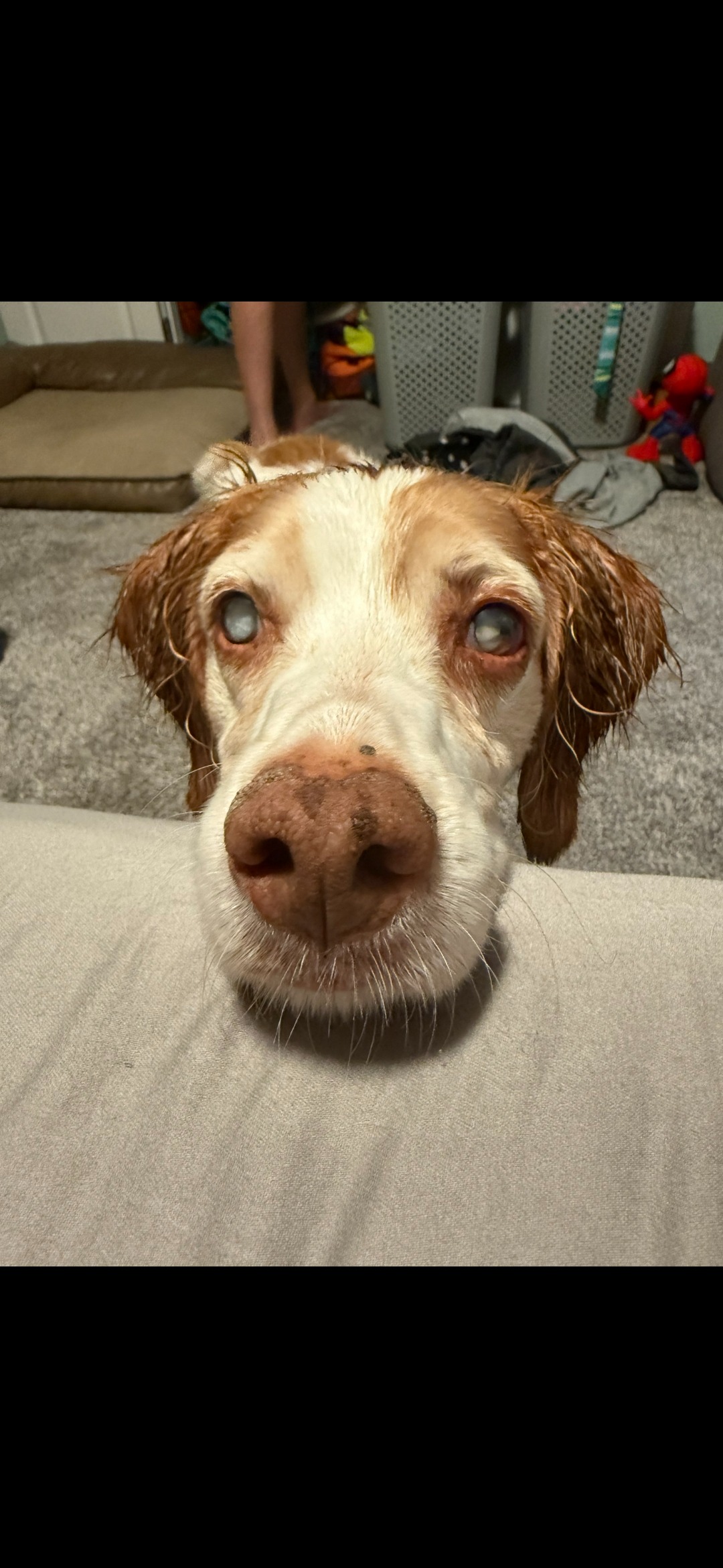 Give Moose a Brighter Future: Eye Surgery Fund campaign photo, 2 of 5
