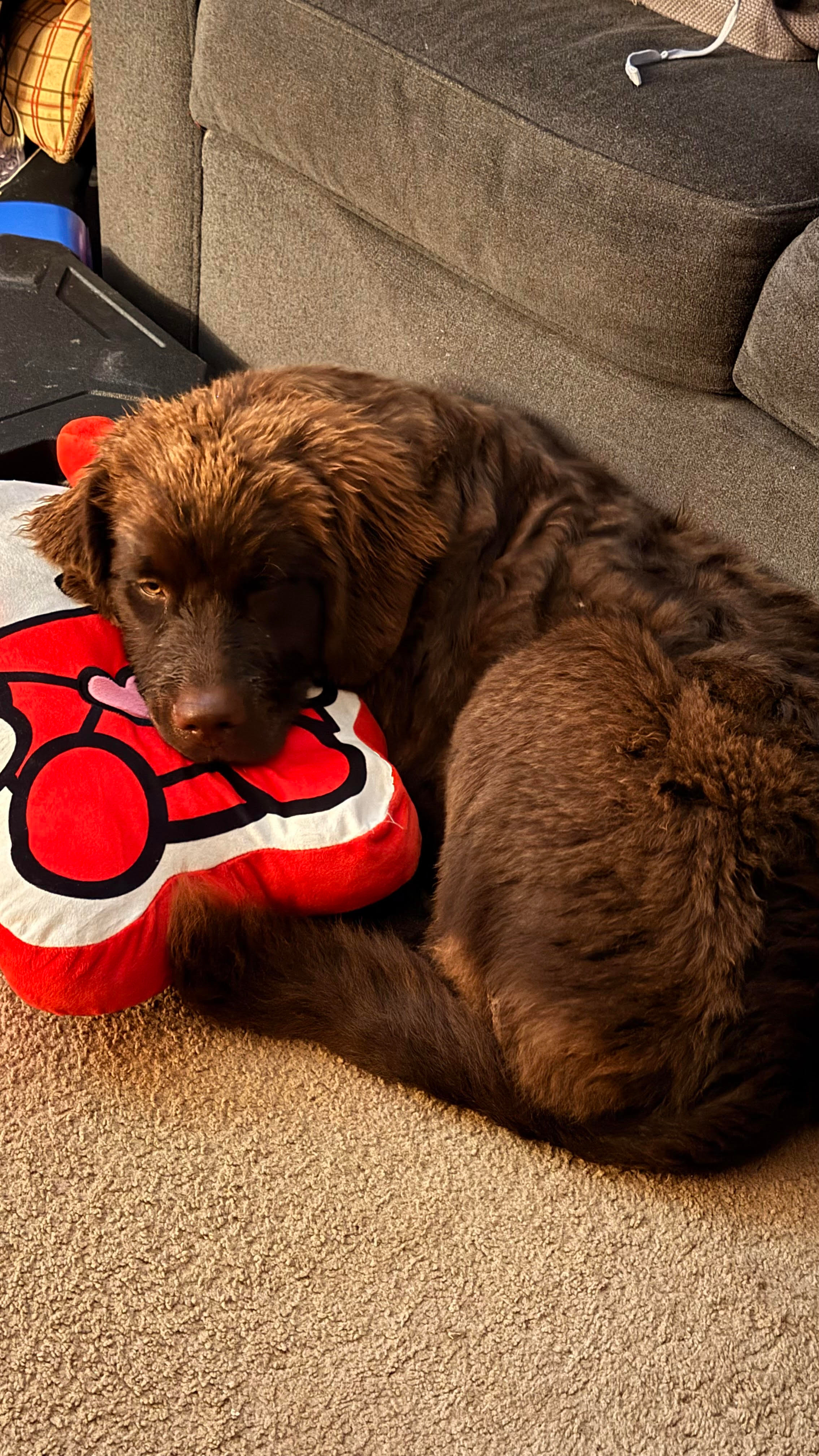 User-uploaded image 1