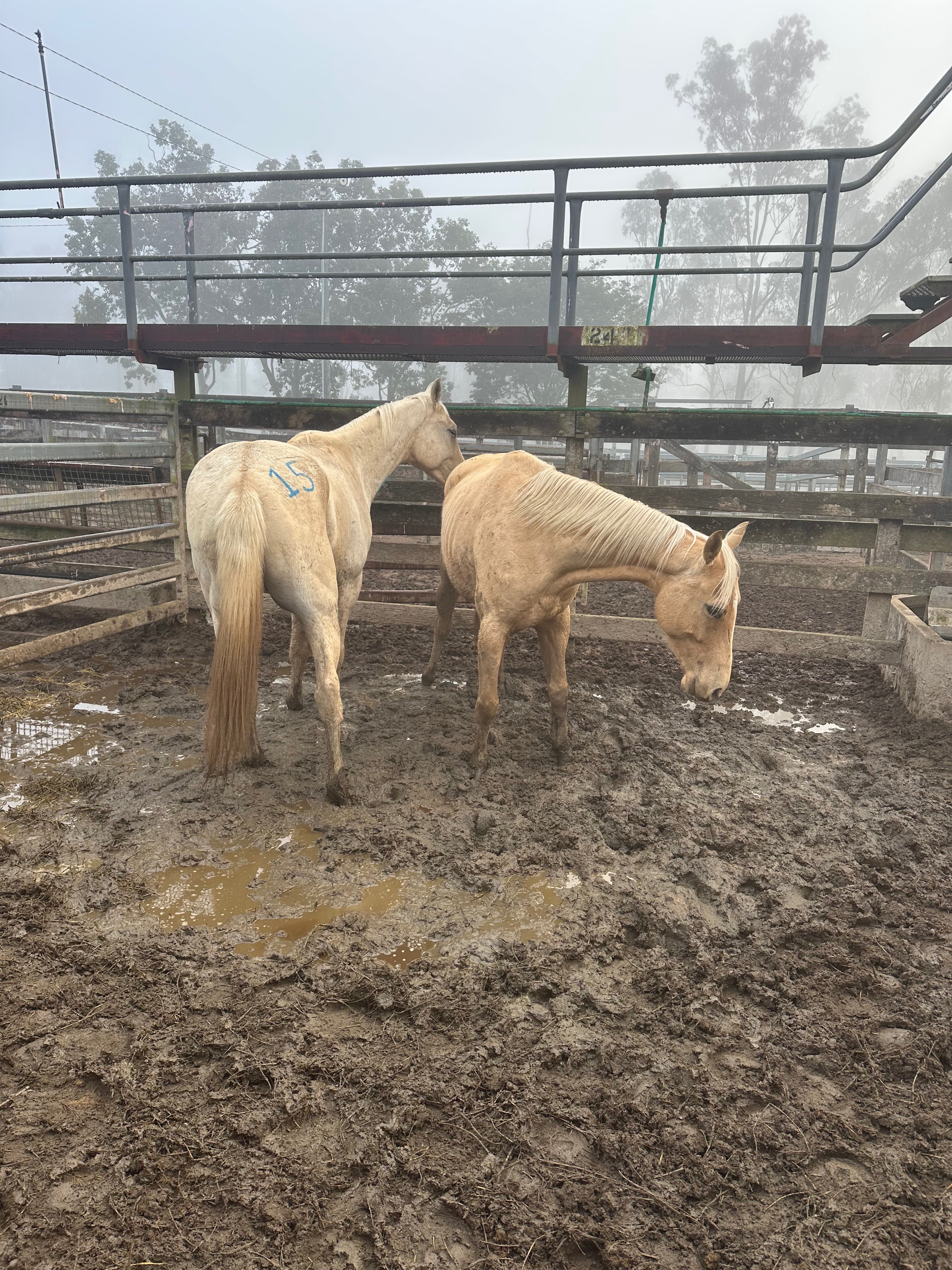 The Wild Rest - rescue horses campaign photo, 7 of 8