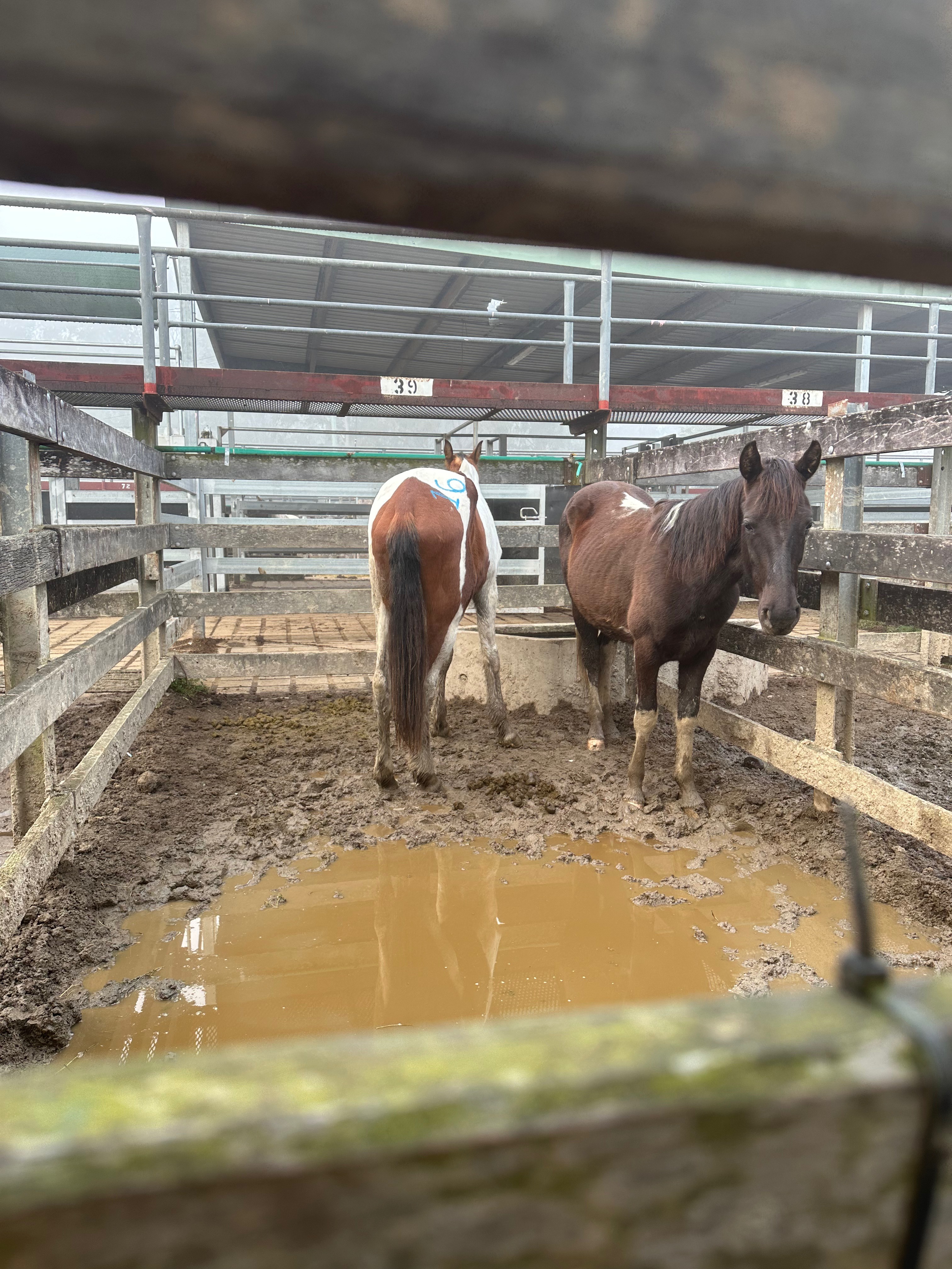 The Wild Rest - rescue horses campaign photo, 2 of 8