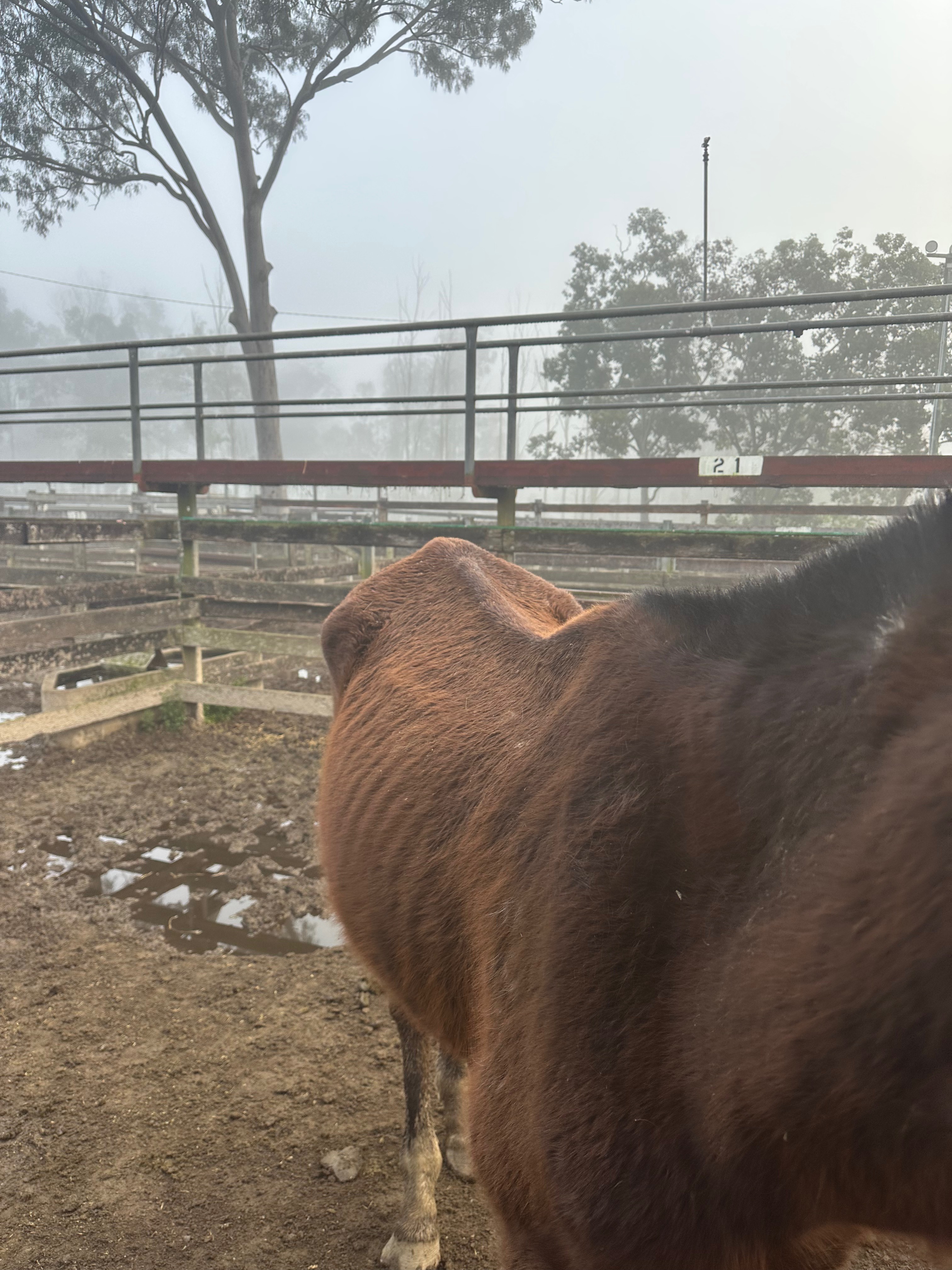 The Wild Rest - rescue horses campaign photo, 4 of 8
