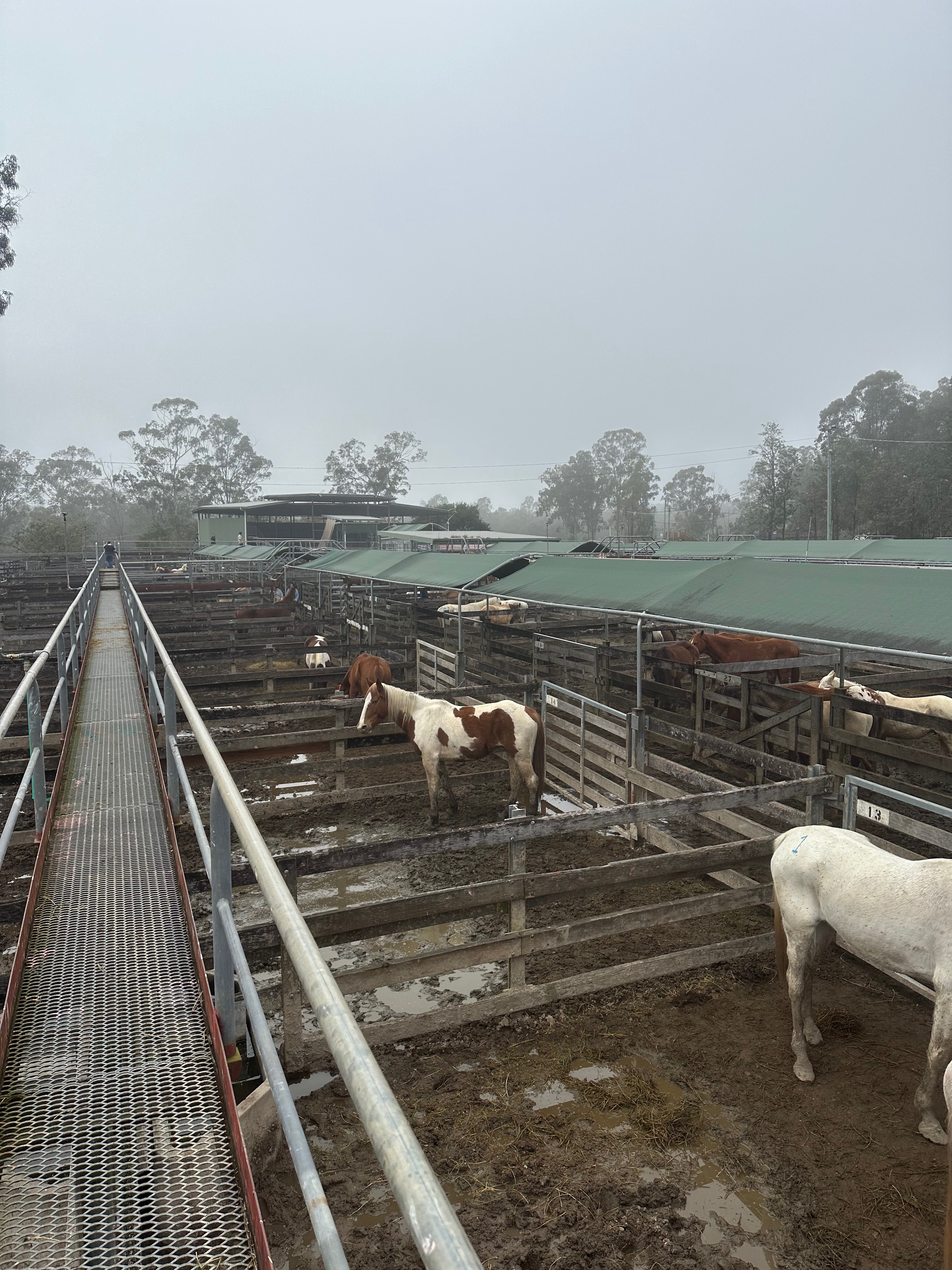 The Wild Rest - rescue horses campaign photo, 5 of 8