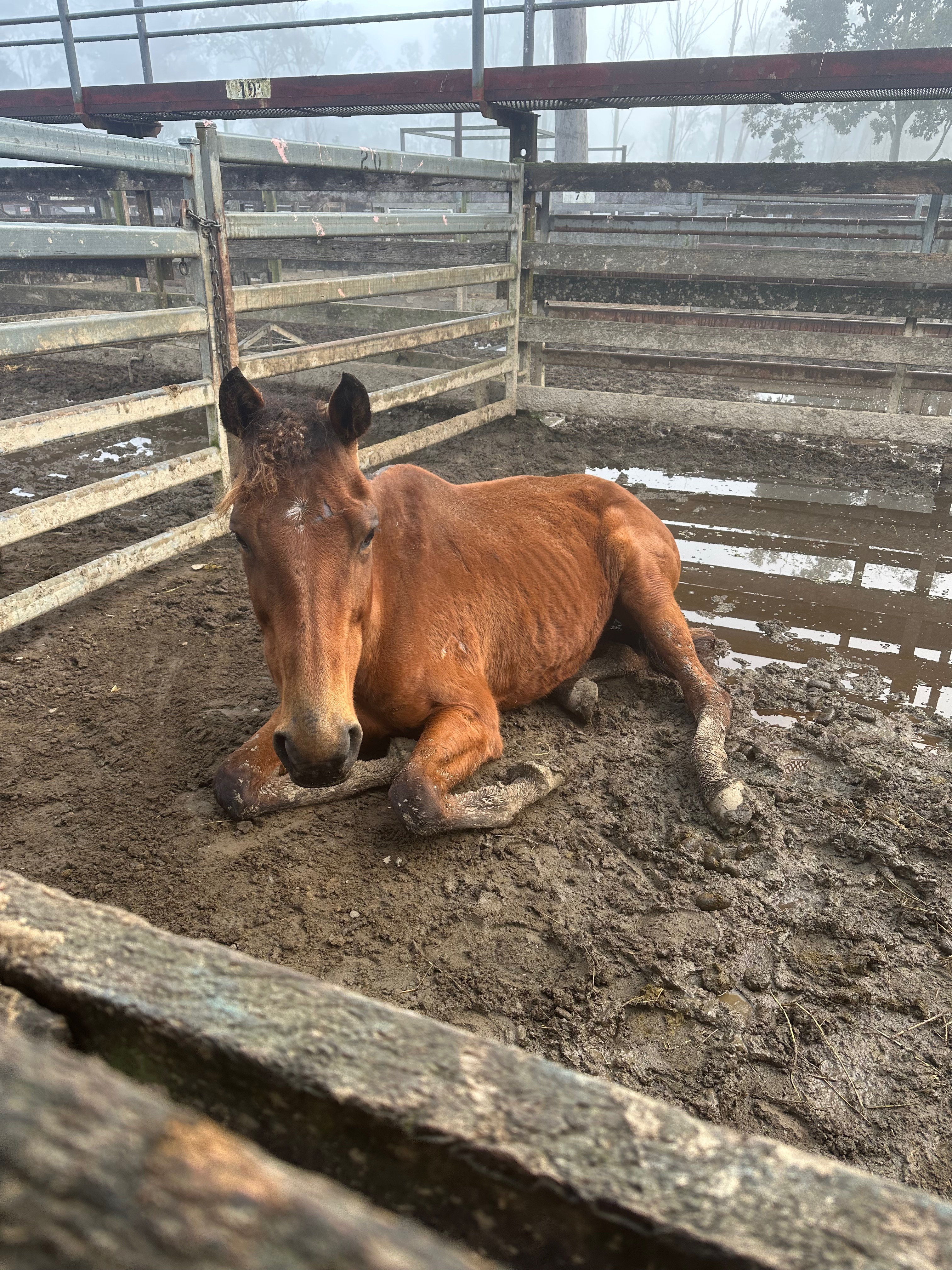 The Wild Rest - rescue horses campaign photo, 6 of 8