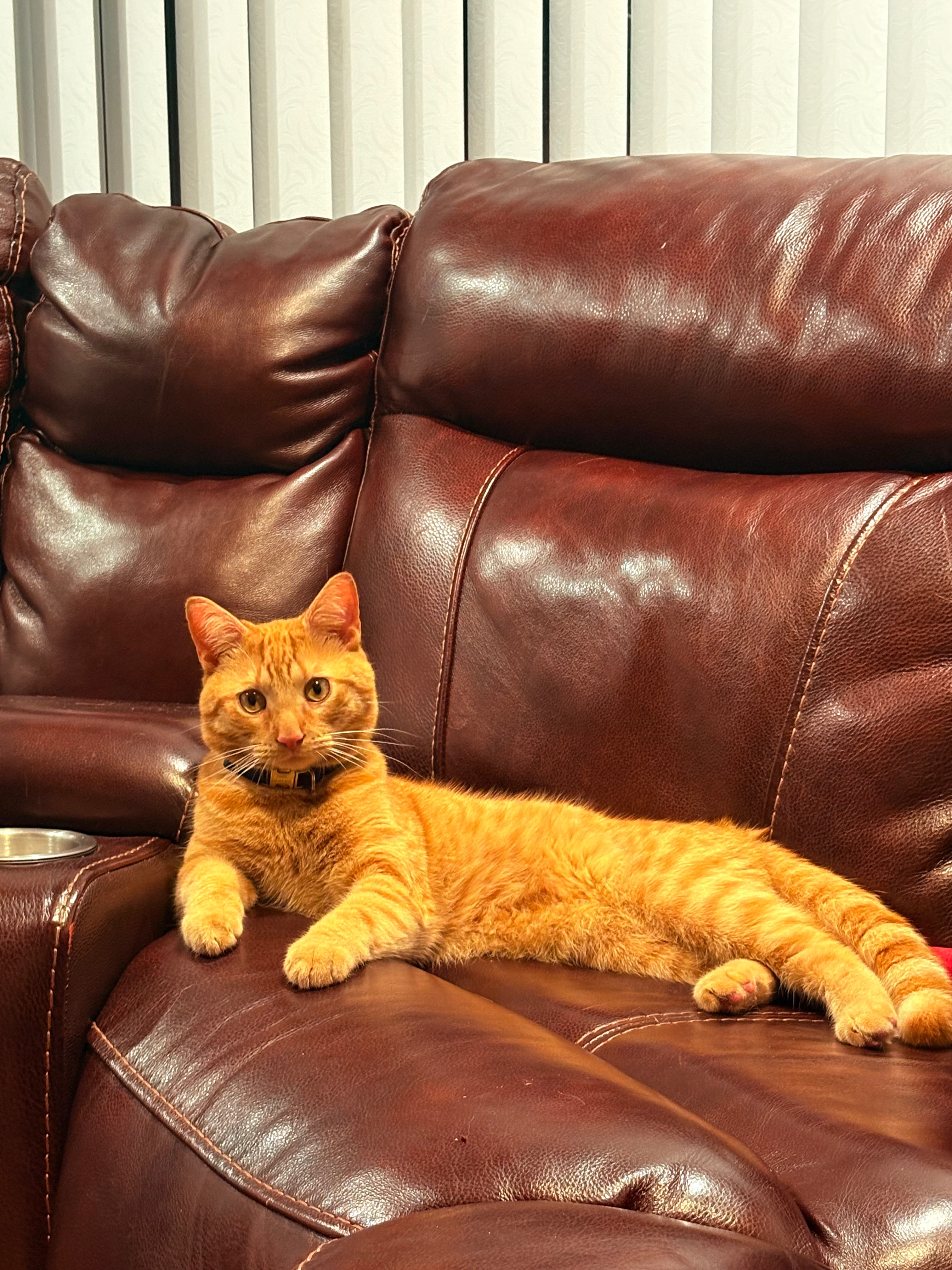 Save Mango: Fund His Life-Saving Care campaign photo, 6 of 7