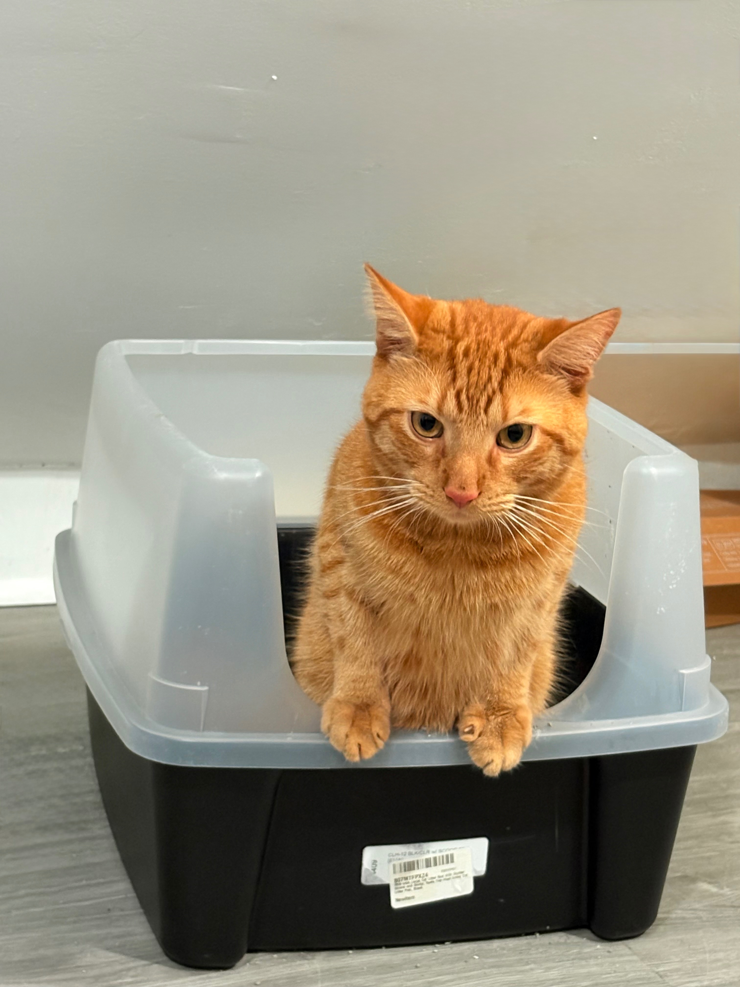 Save Mango: Fund His Life-Saving Care campaign photo, 2 of 7
