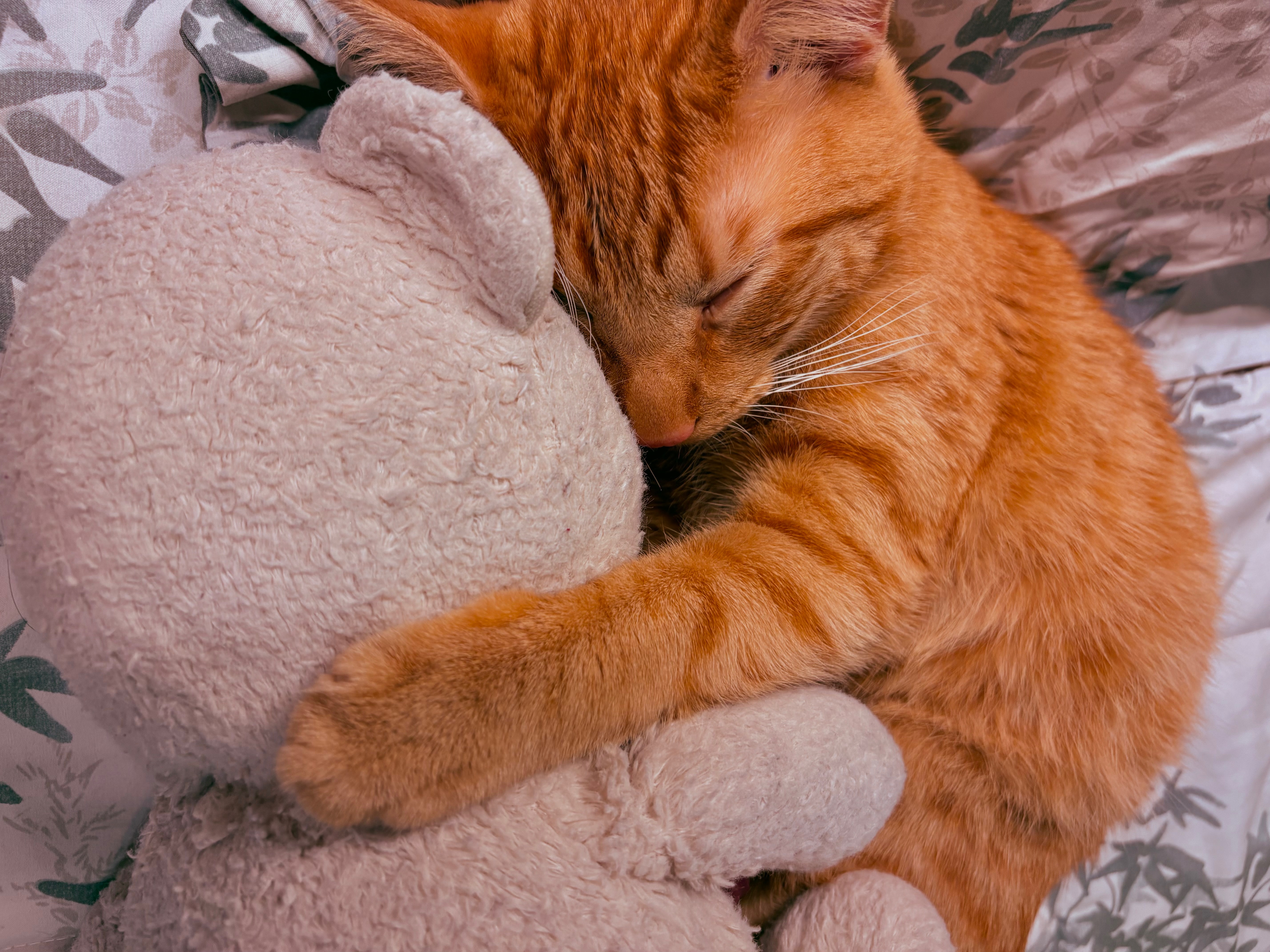 Save Mango: Fund His Life-Saving Care campaign photo, 4 of 7