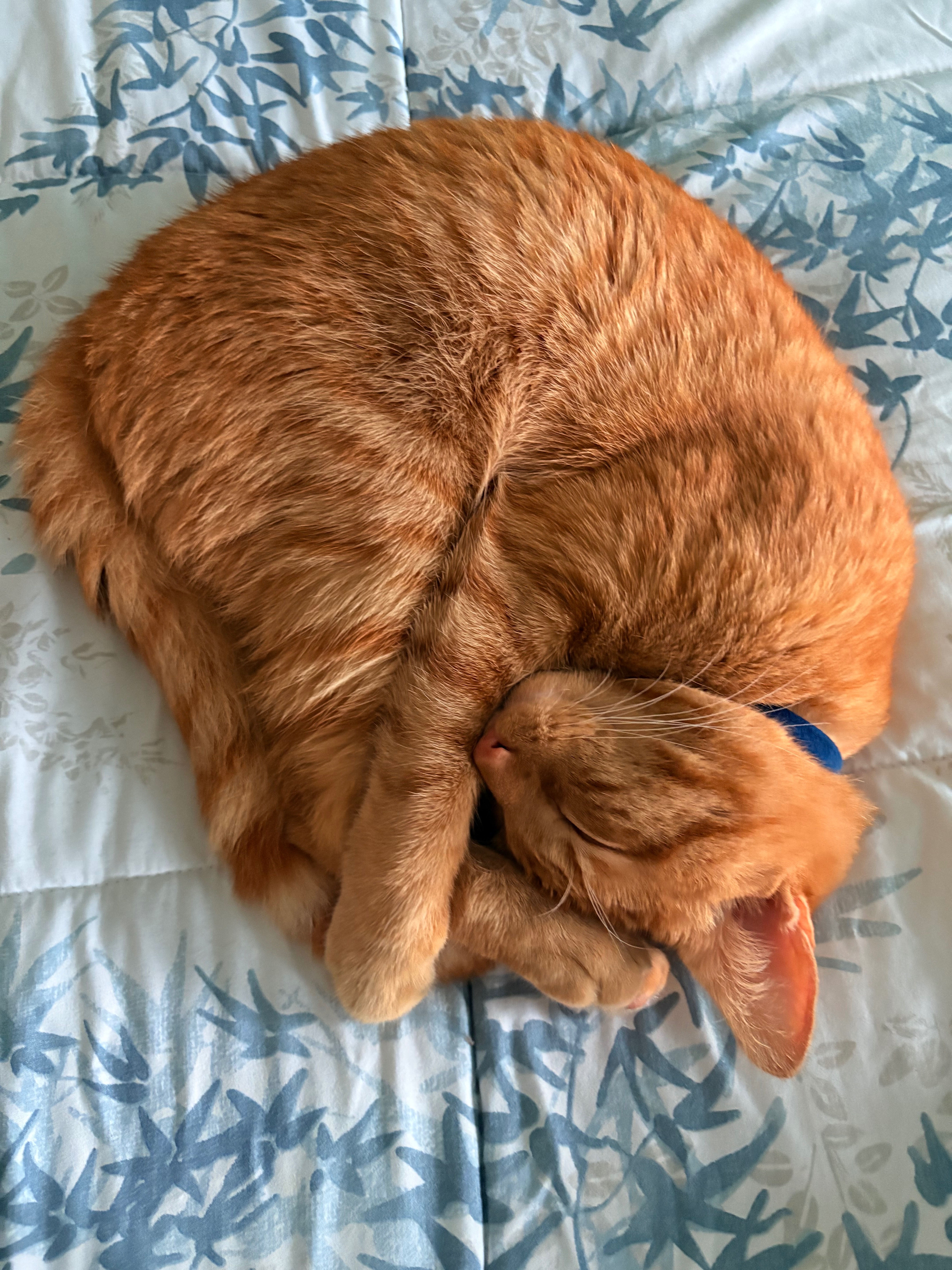 Save Mango: Fund His Life-Saving Care campaign photo, 5 of 7