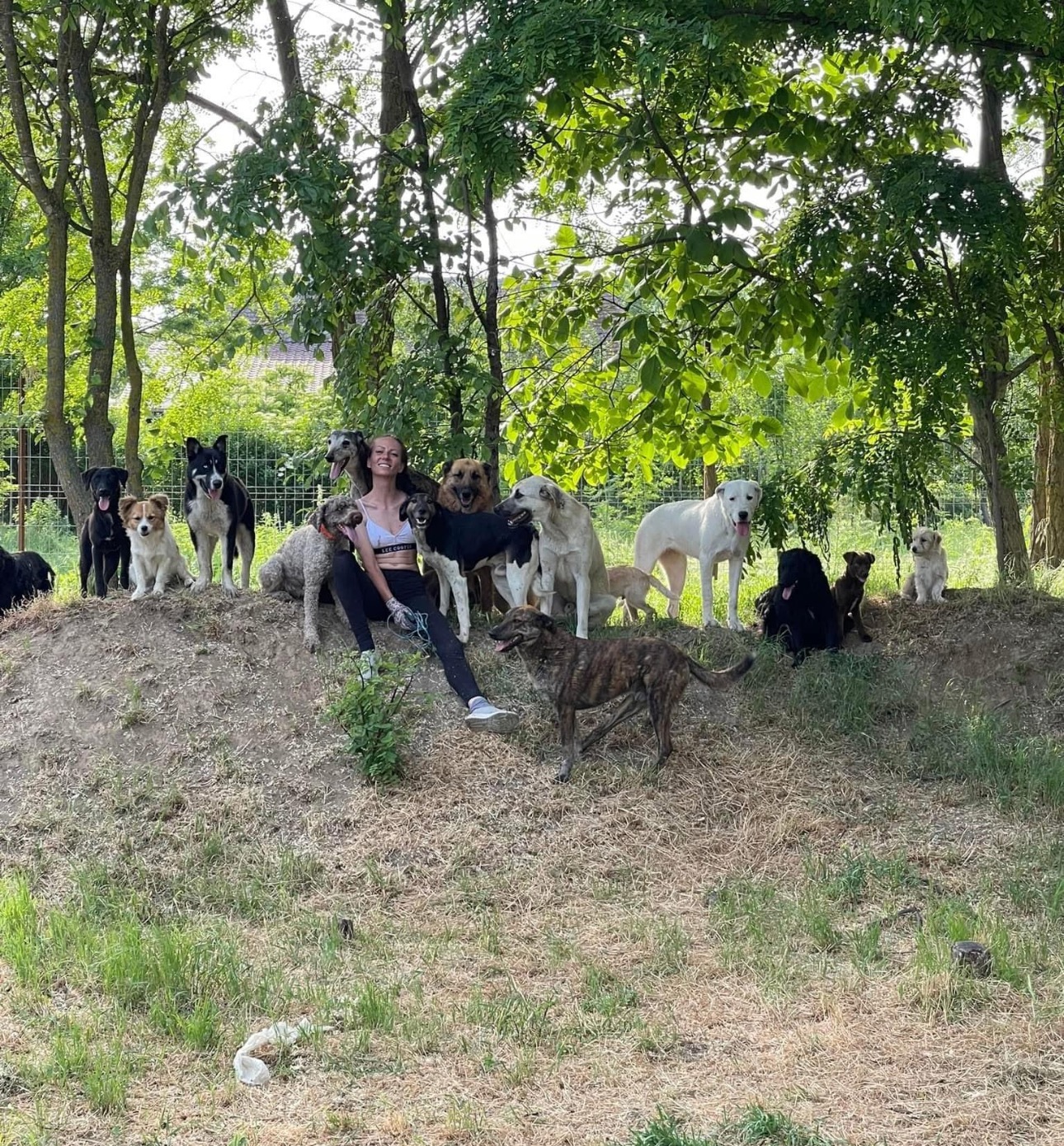 Tick treatment for our rescue dogs. campaign photo, 2 of 4