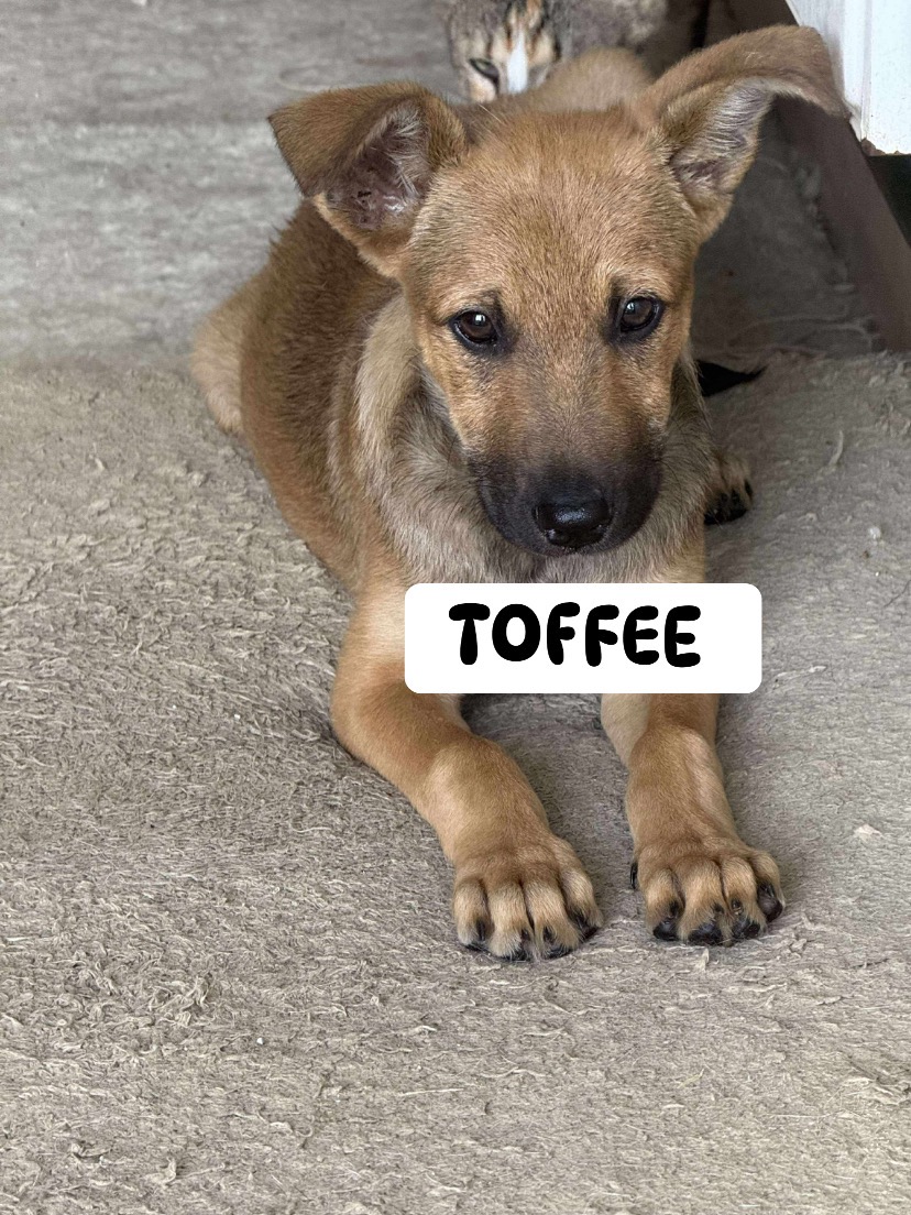 Raise Travel & Prep Funds for 5 Romanian Dogs campaign photo, 7 of 8